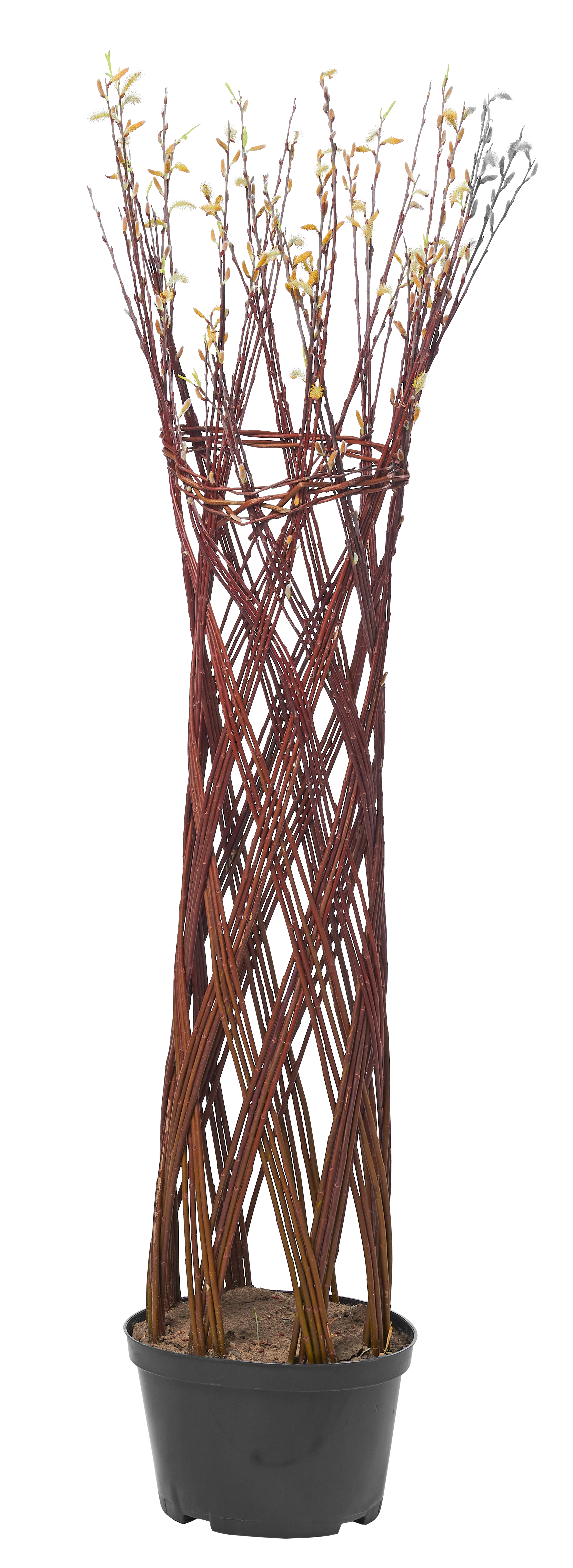 Drzewo Wierzba Barratta 120 cm