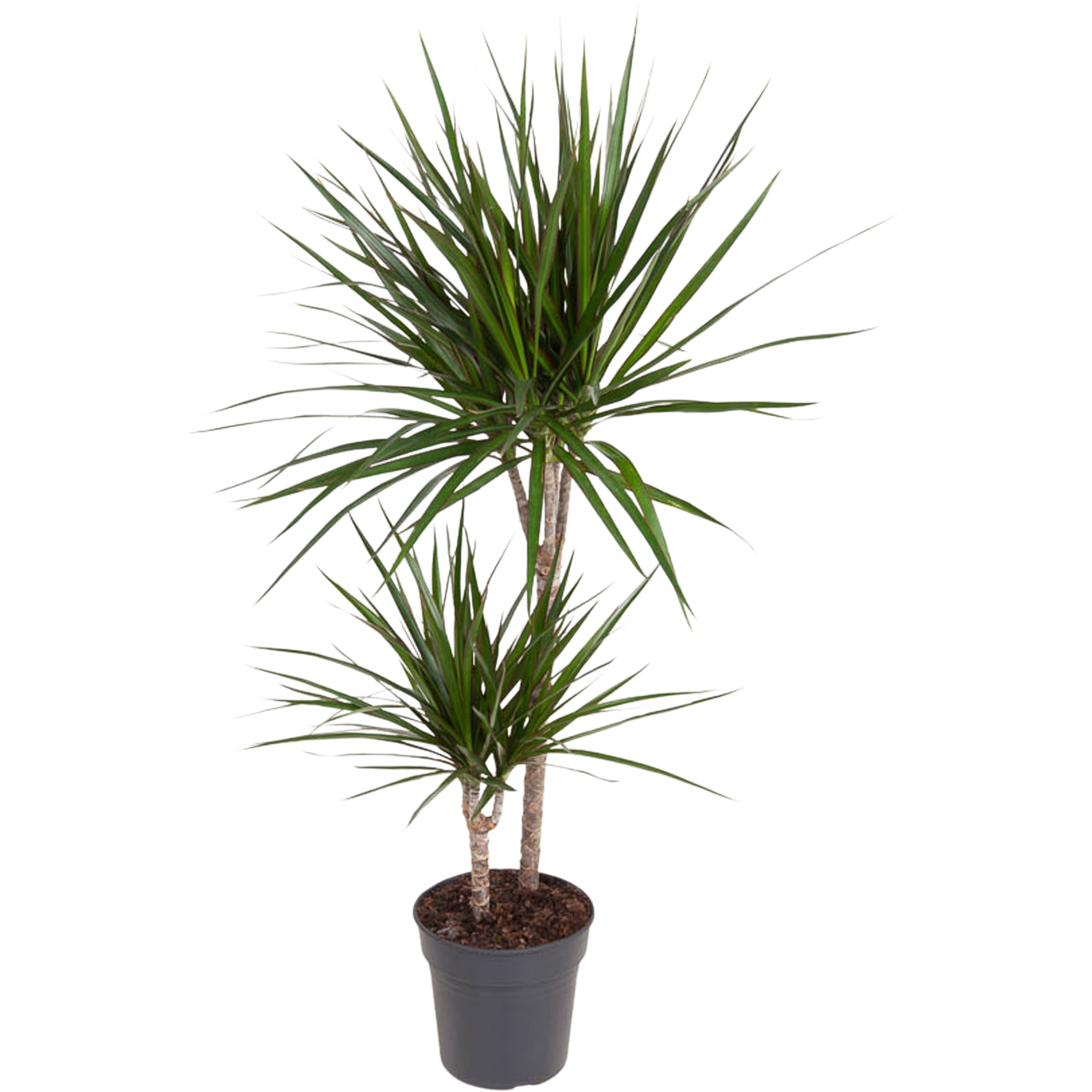 geigenfeige groß kaufen Geigen-Feige Ficus Lyrata Zimmerpflanze Ø40cm 210cm kaufen main image 0