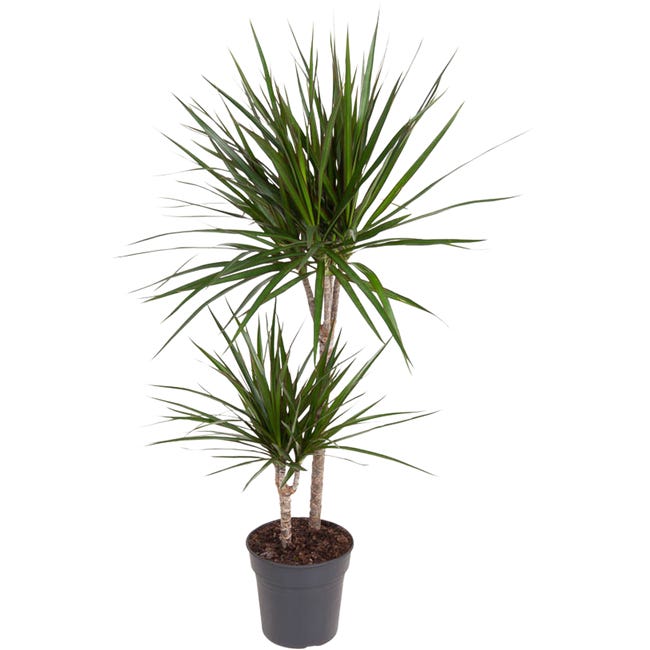 Dracena marginata 100 cm 82799662