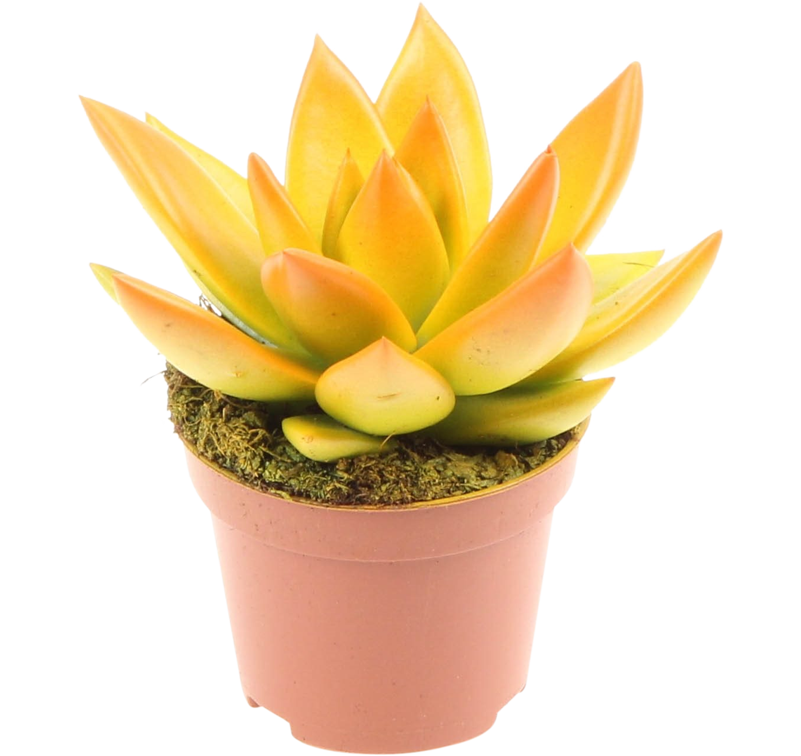 Eszeweria Miranda Kolor mix 20 cm