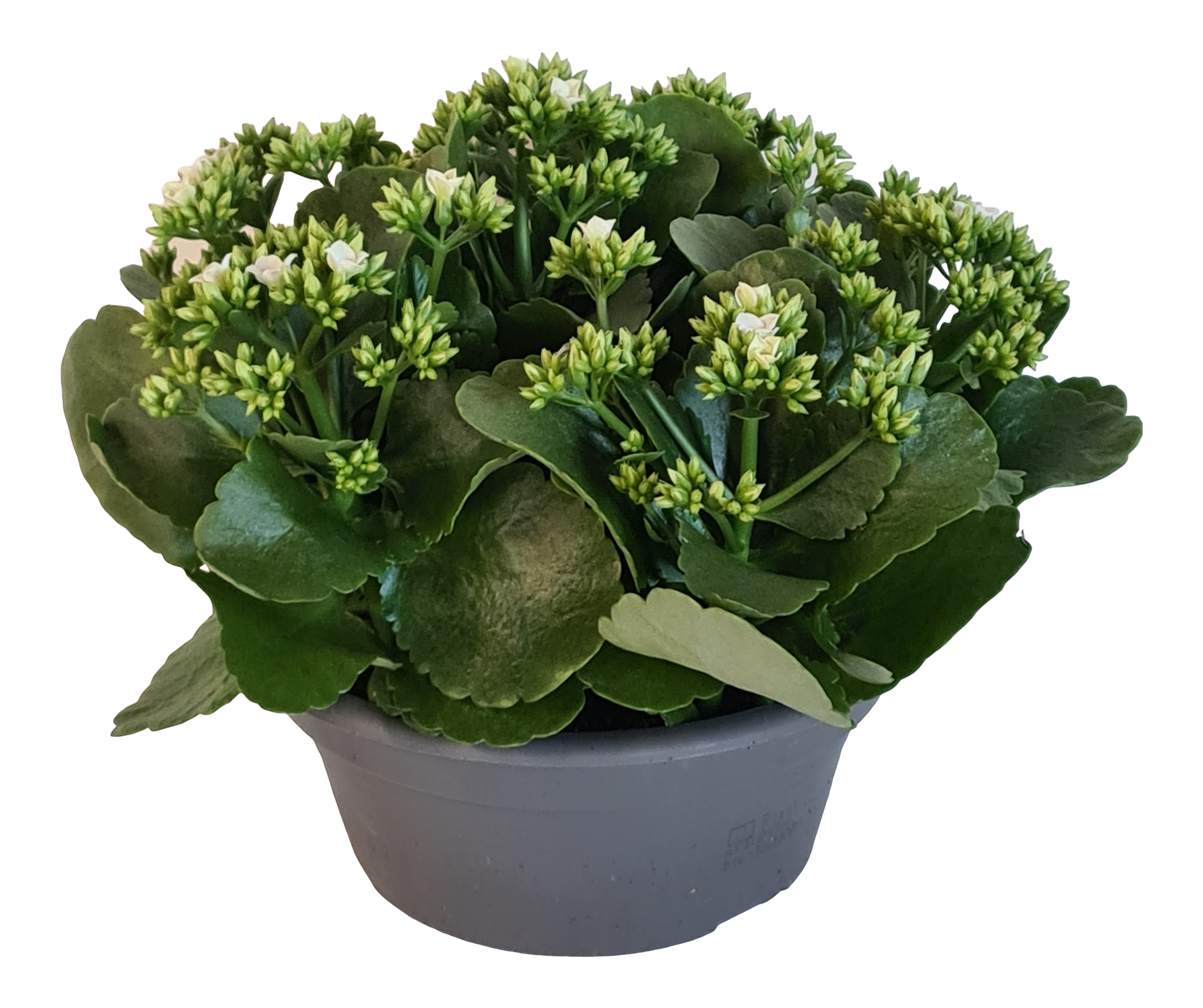 Żyworódka Kalanchoe Elsa White 30 cm