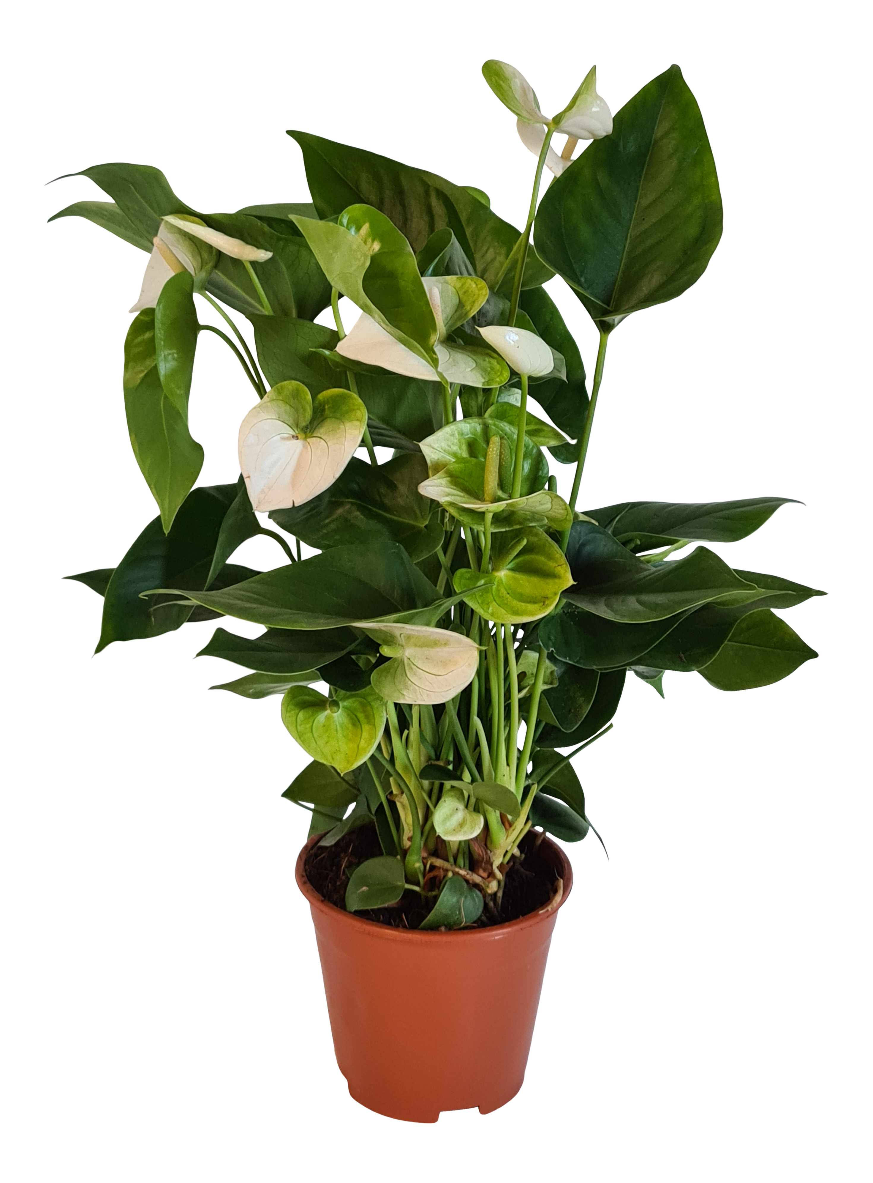 Anturium Alexia White 50 cm