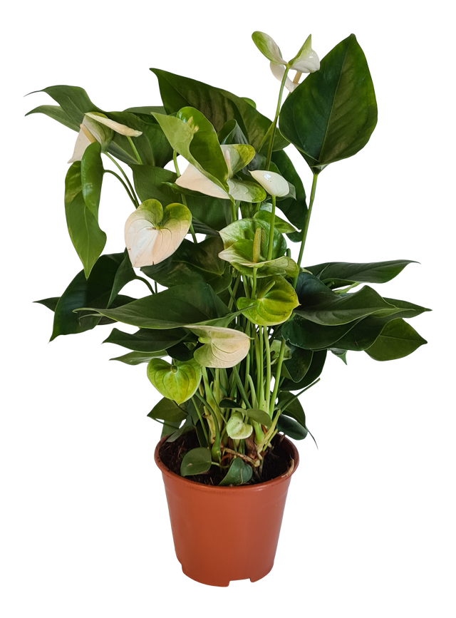 Anturium Alexia White 50 cm