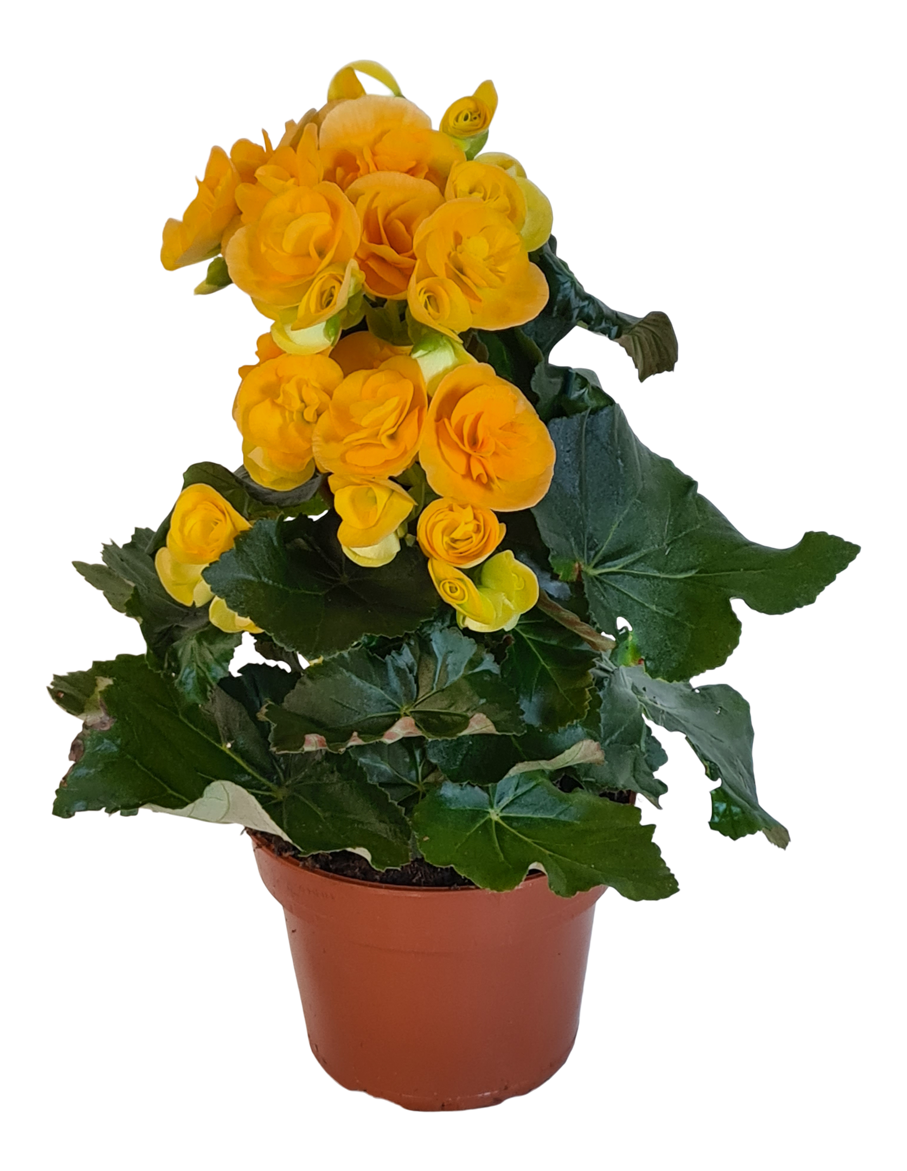 Begonia Nadime Yellow 30 cm