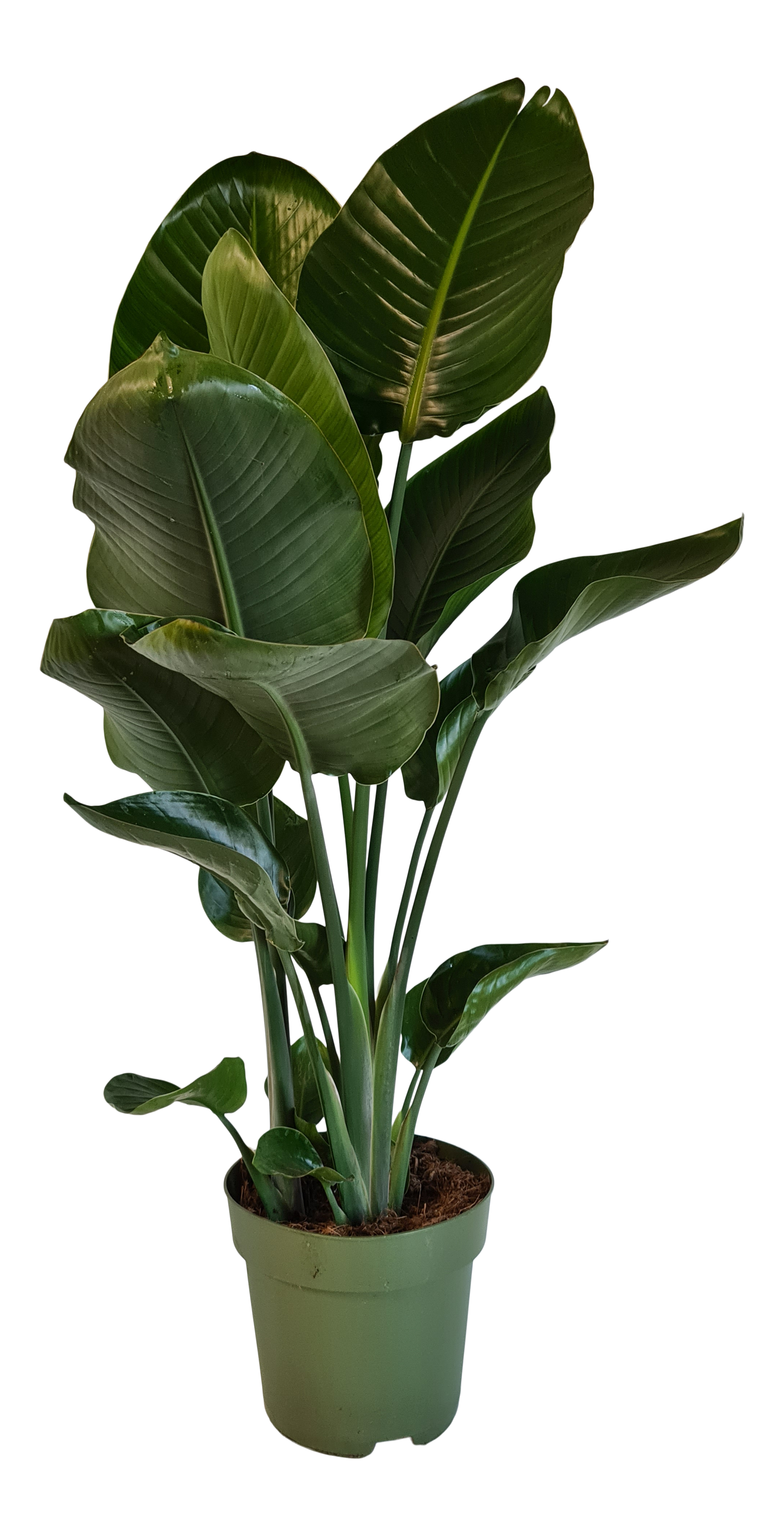 Strelicja biała Strelitzia nicolai Rajski Ptak 115 cm