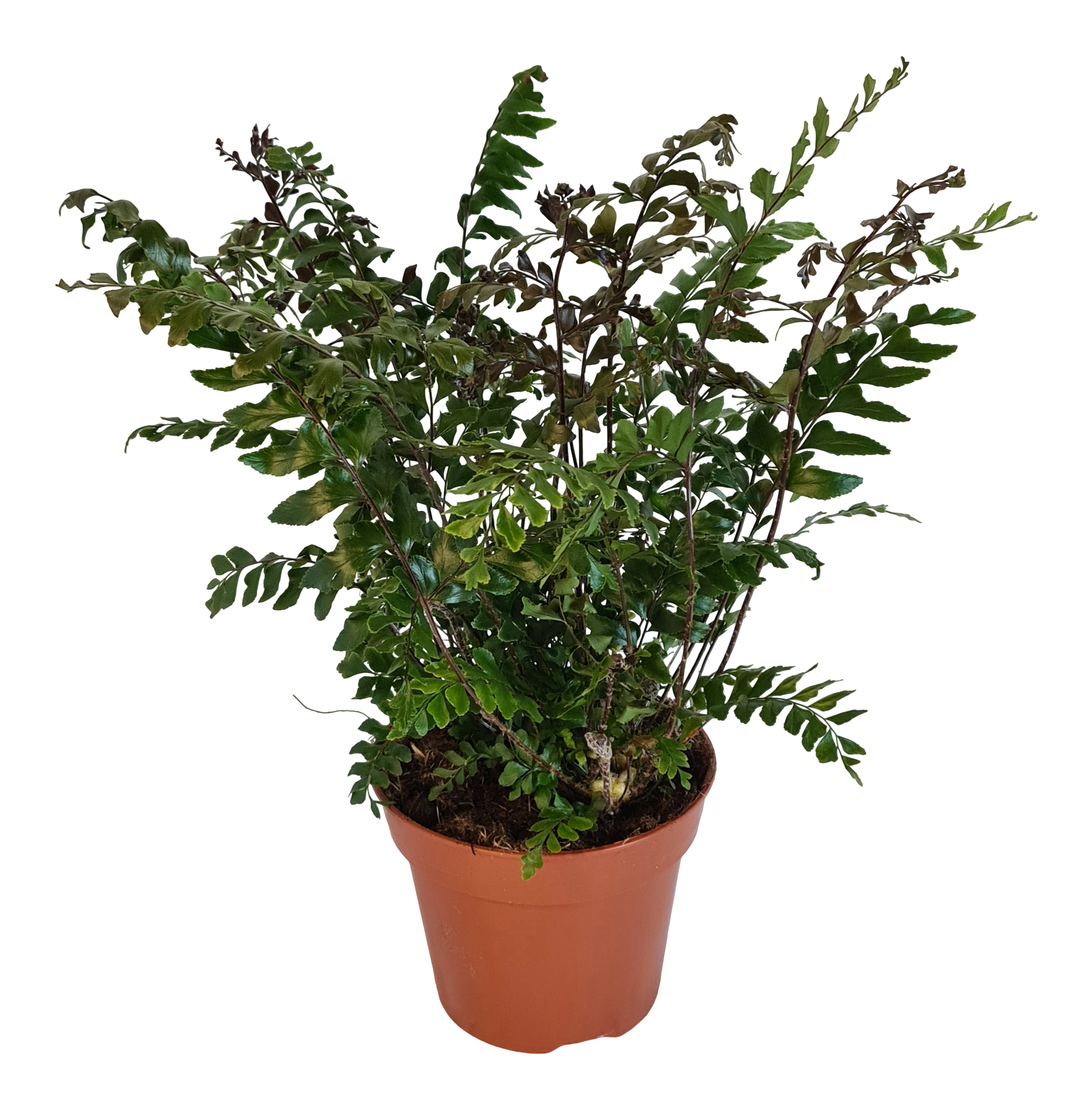 Didymochlaena Truncatula paproć 45 cm