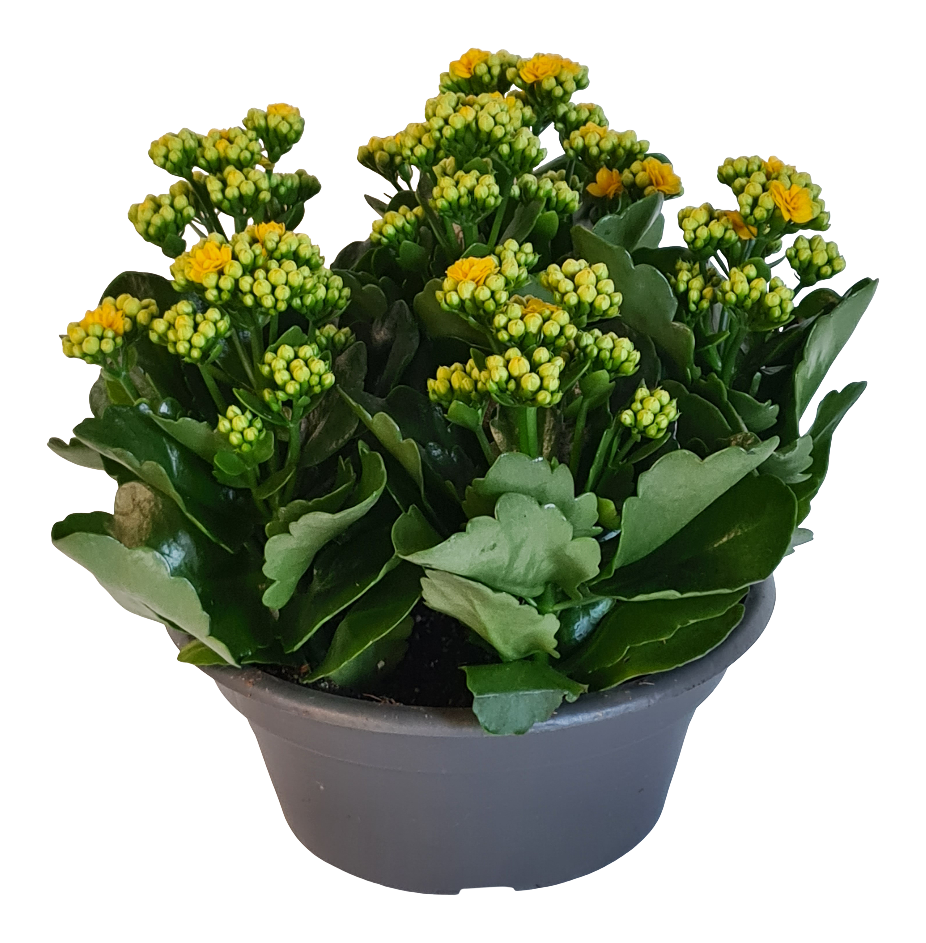 Żyworódka Kalanchoe Amarillo Yellow 30 cm