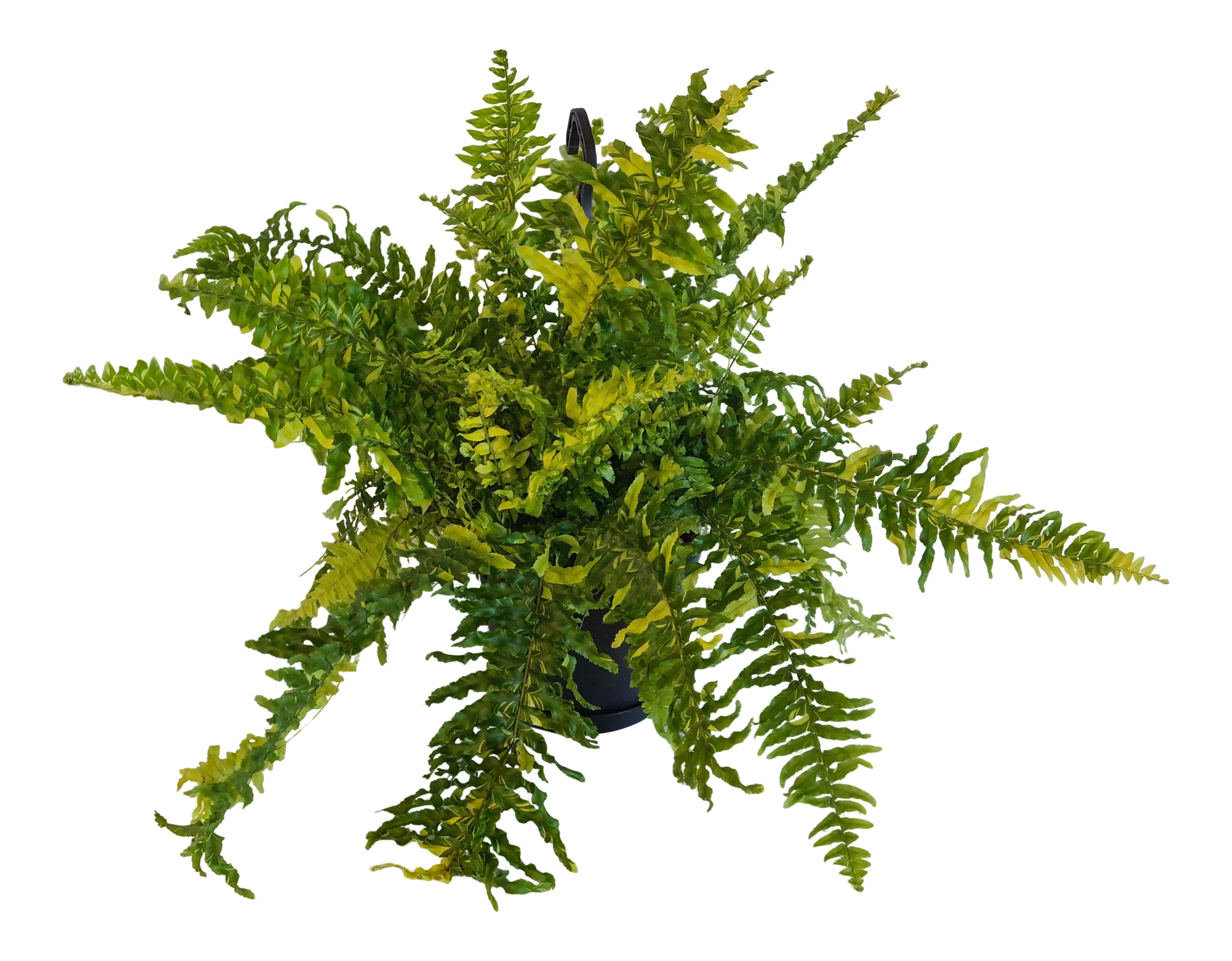 Nefrolepis Tiger Fern Paprotka 50-60 cm