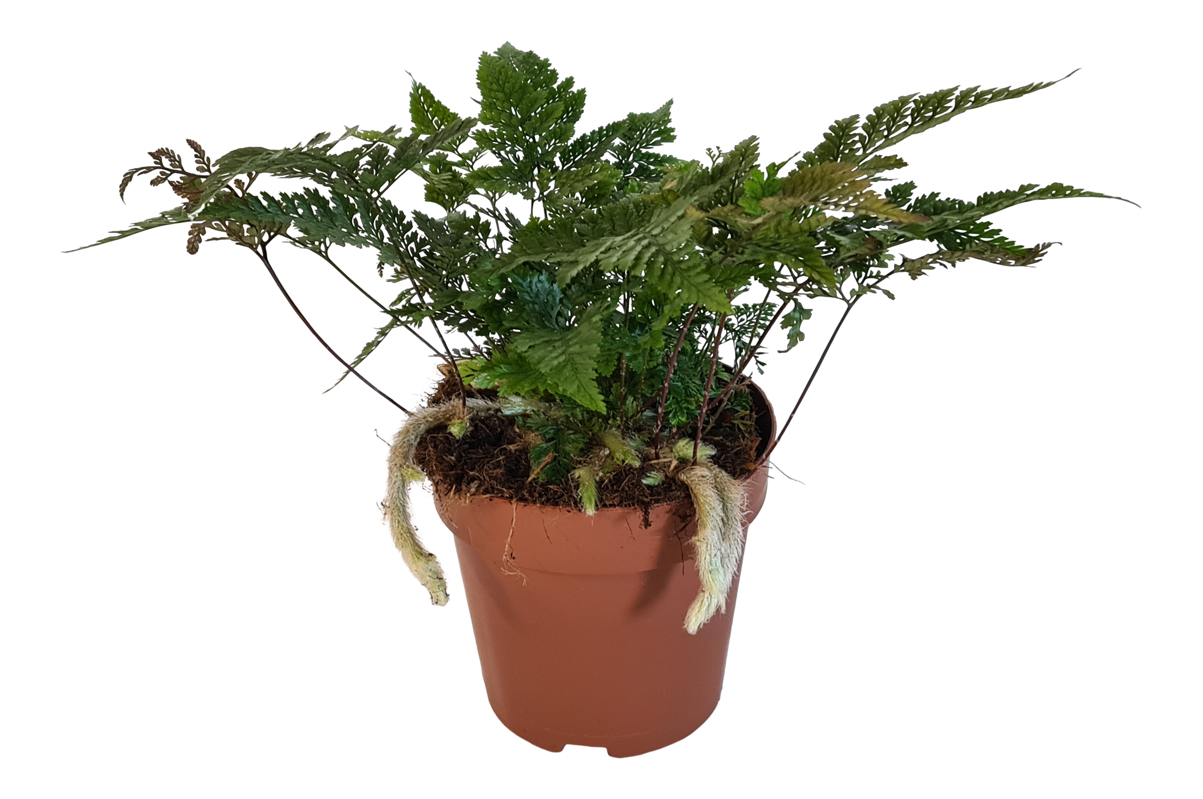 Dawalia 25 cm