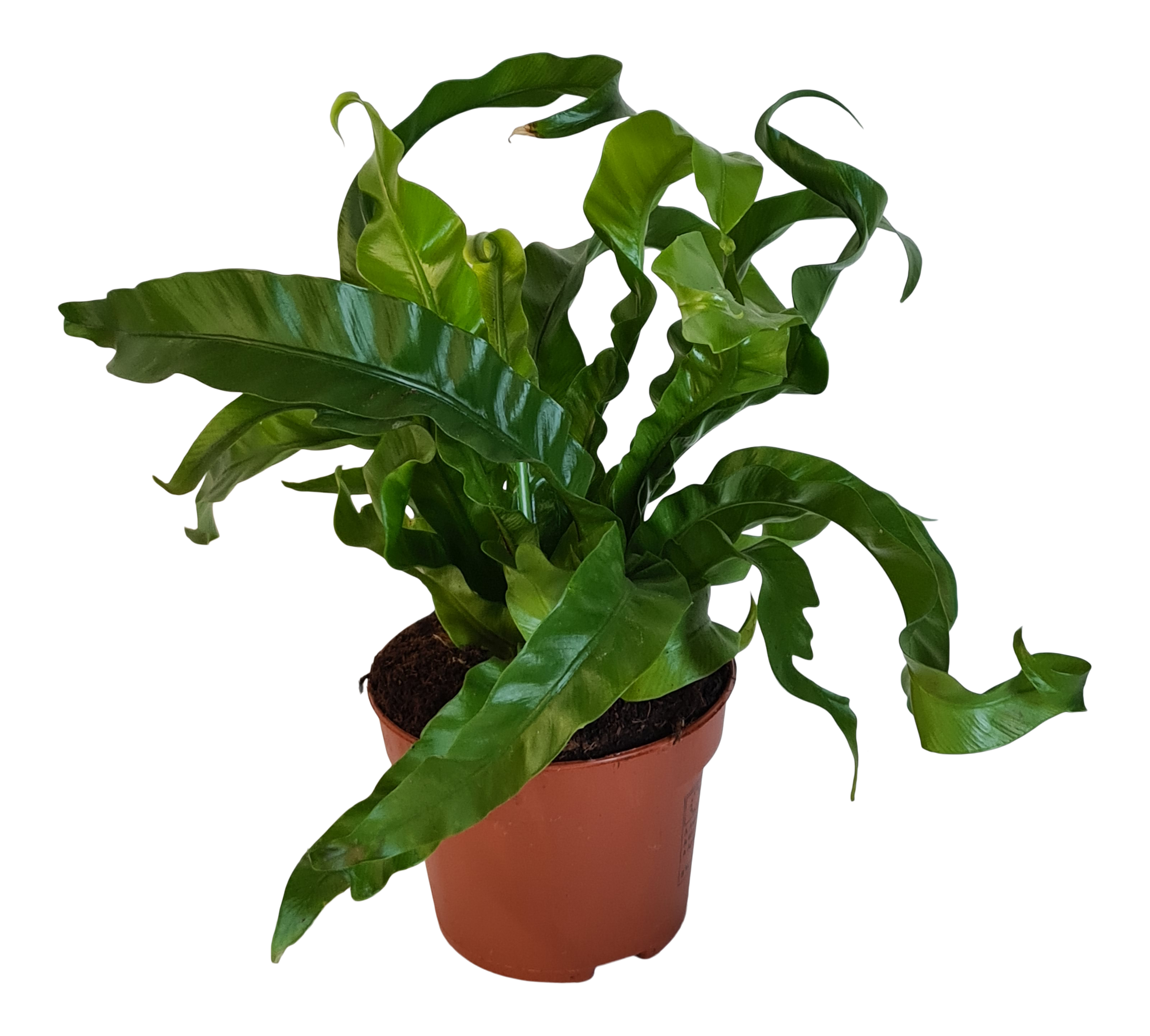 Zanokcica Asplenium Hurricane 25 cm