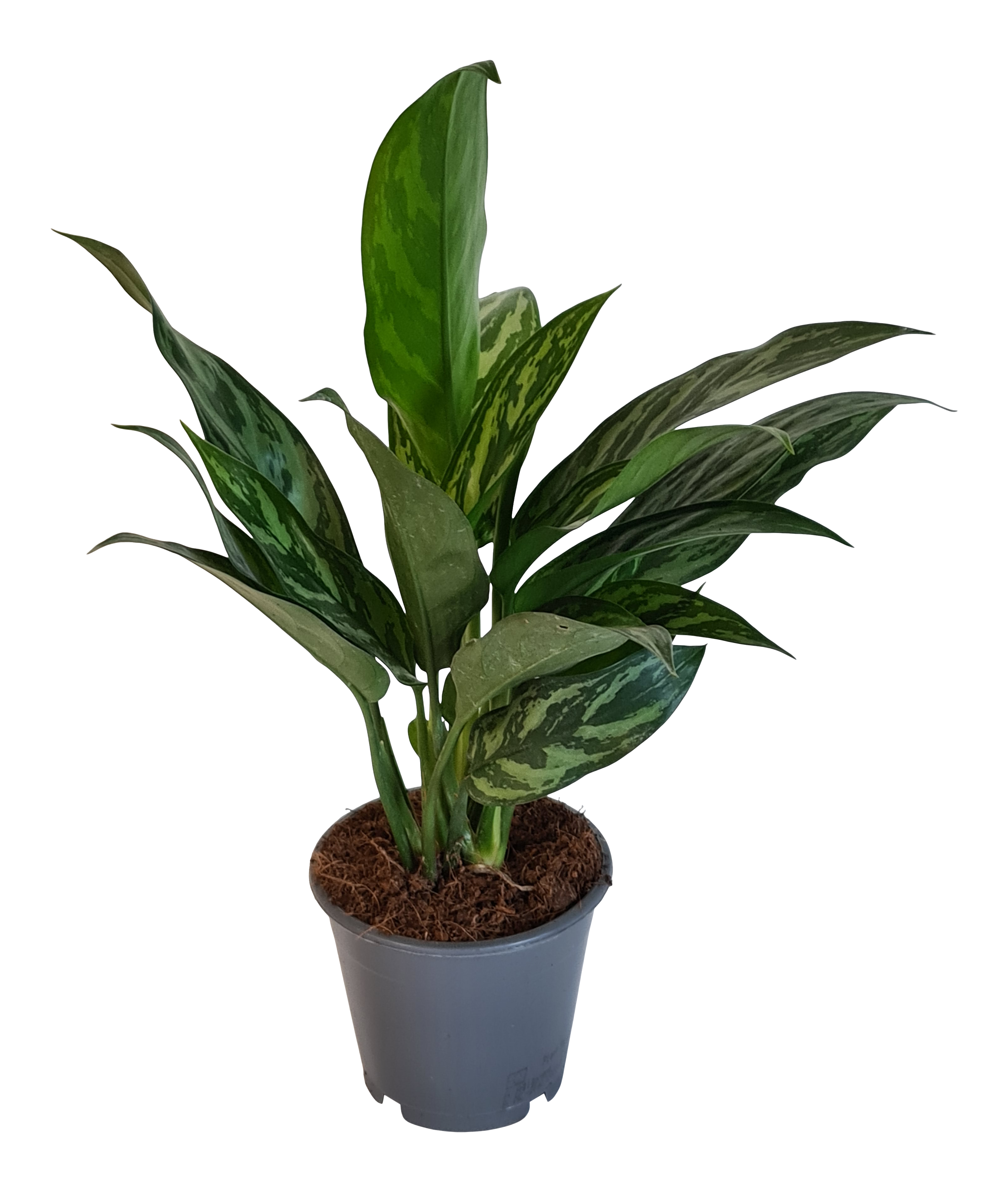 Aglonema Maria cm