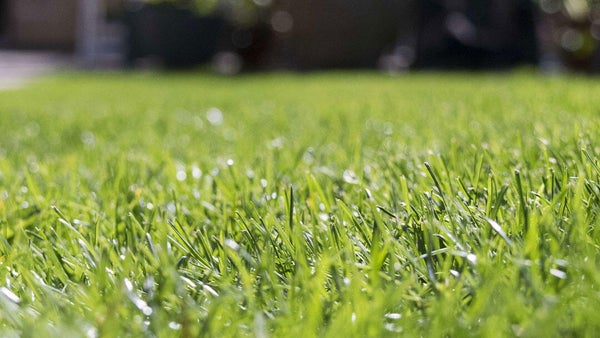 La technique du faux semis gazon