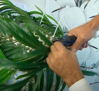 Senhor a cortar com um alicate o excesso de folhas da planta artificial