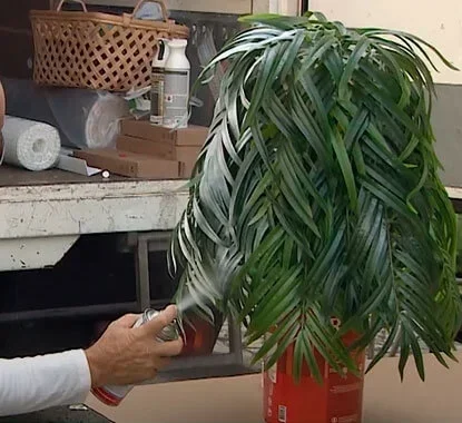 Senhor a pintar com spray branco os ramos de uma planta artificial 