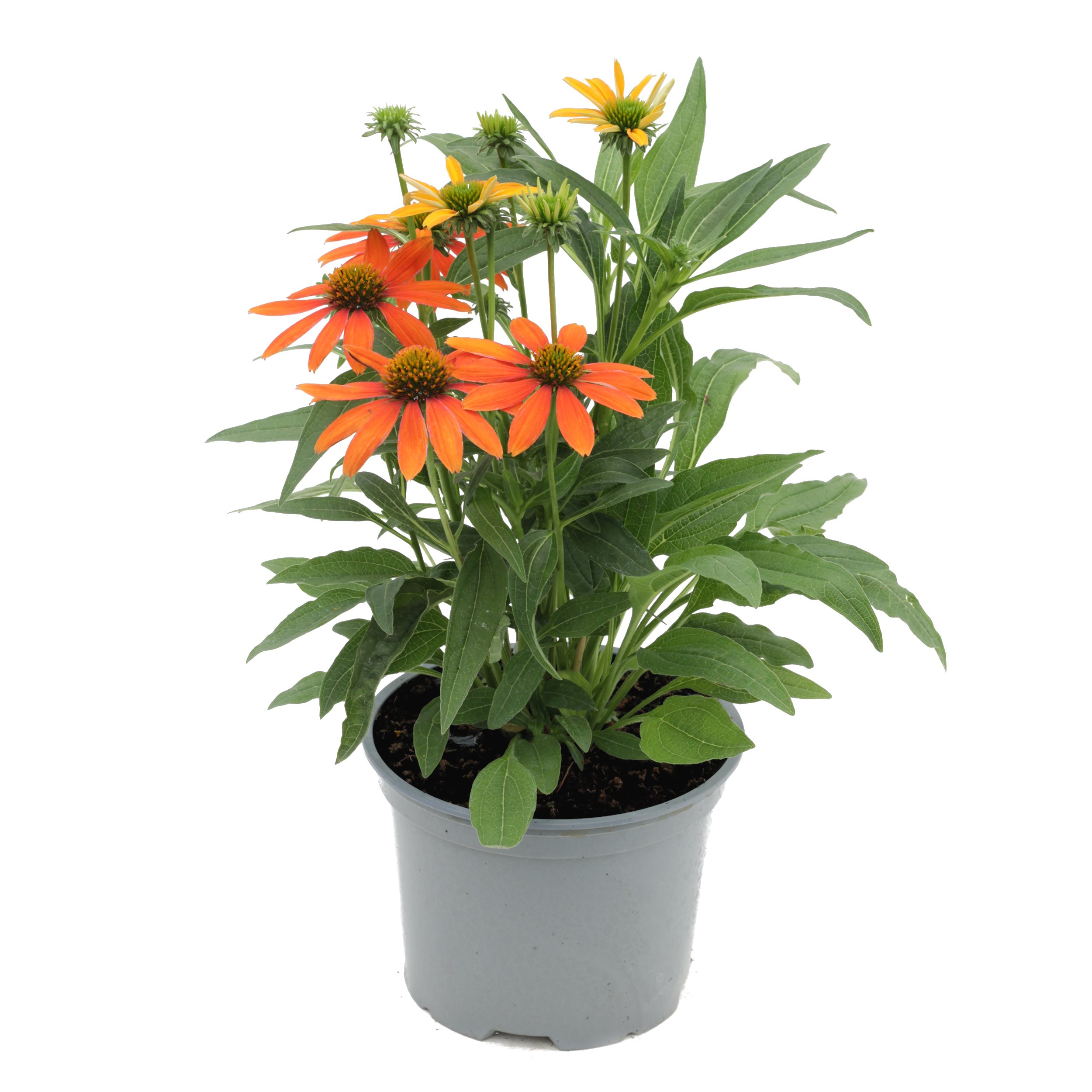 Jeżówka Sombrero mix 20-40 cm