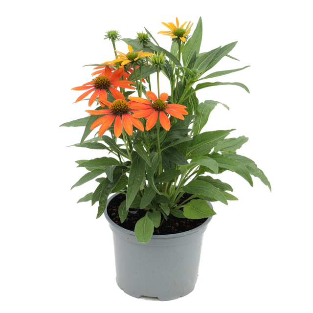 Jeżówka Sombrero mix 20-40 cm