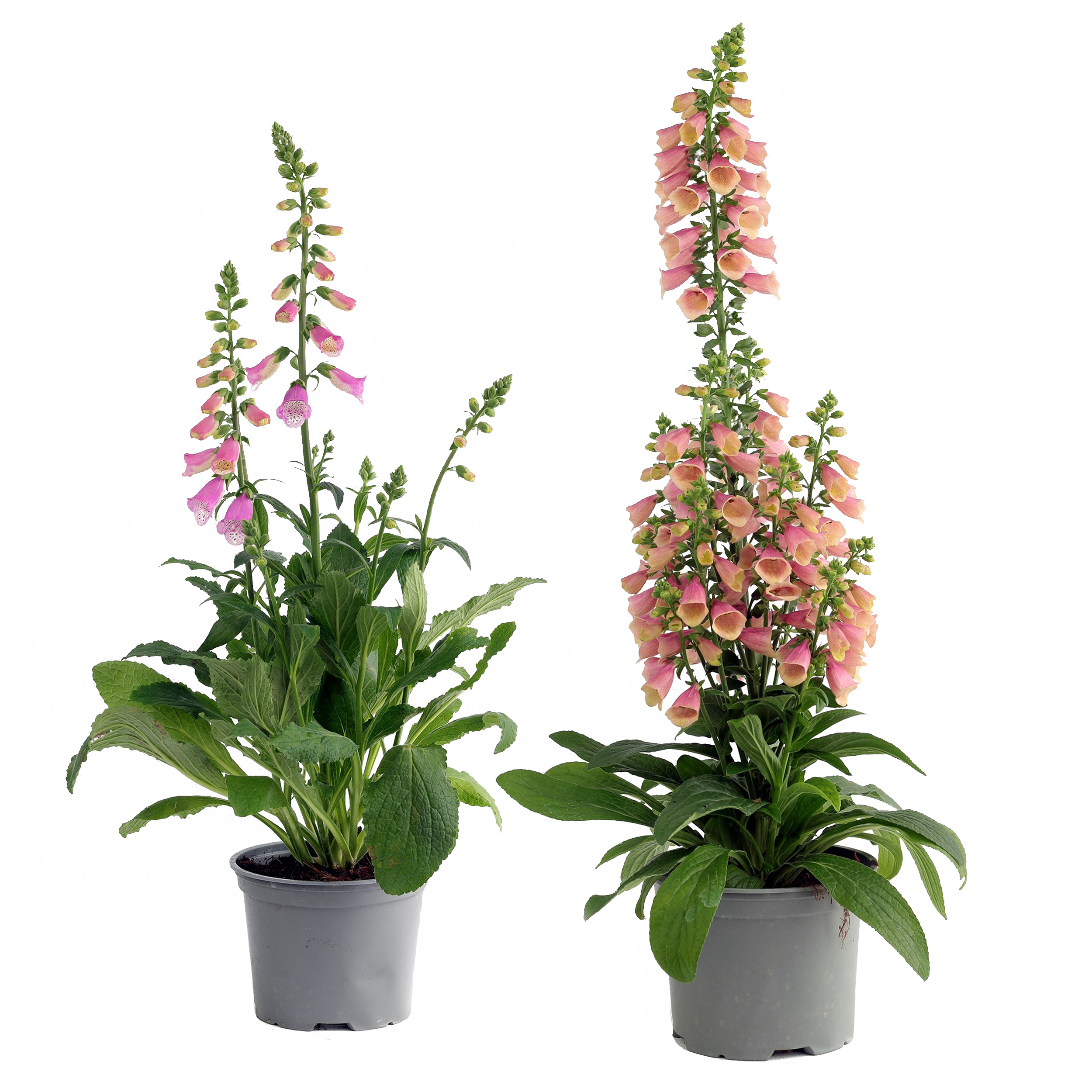 Naparstnica mix 40-60 cm