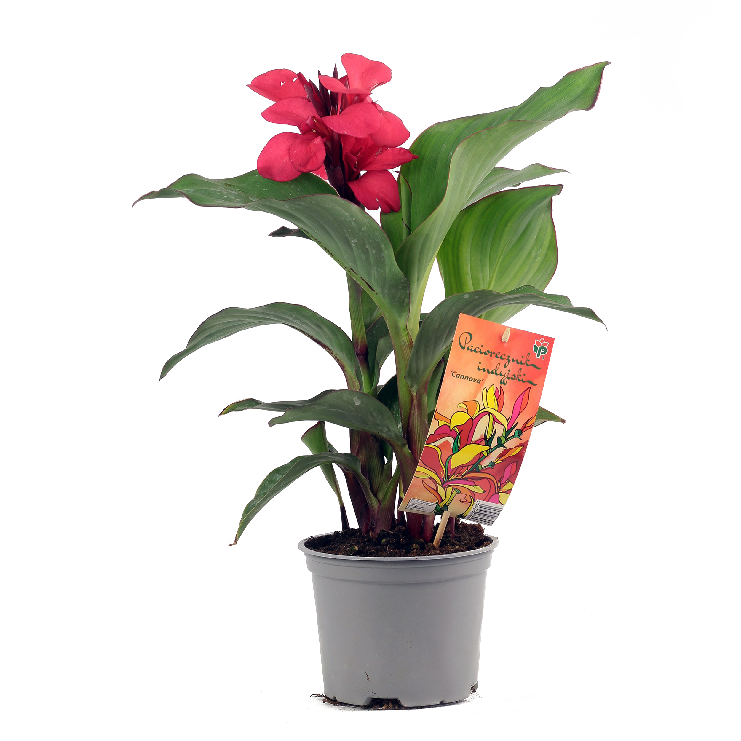 Paciorecznik Kanna mix 30-60 cm