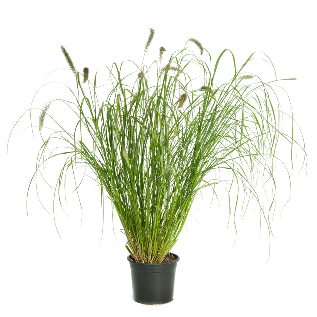 Rozplenica mix 30-100 cm