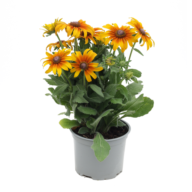 Rudbekia Sunbeckia mix 20-40 cm