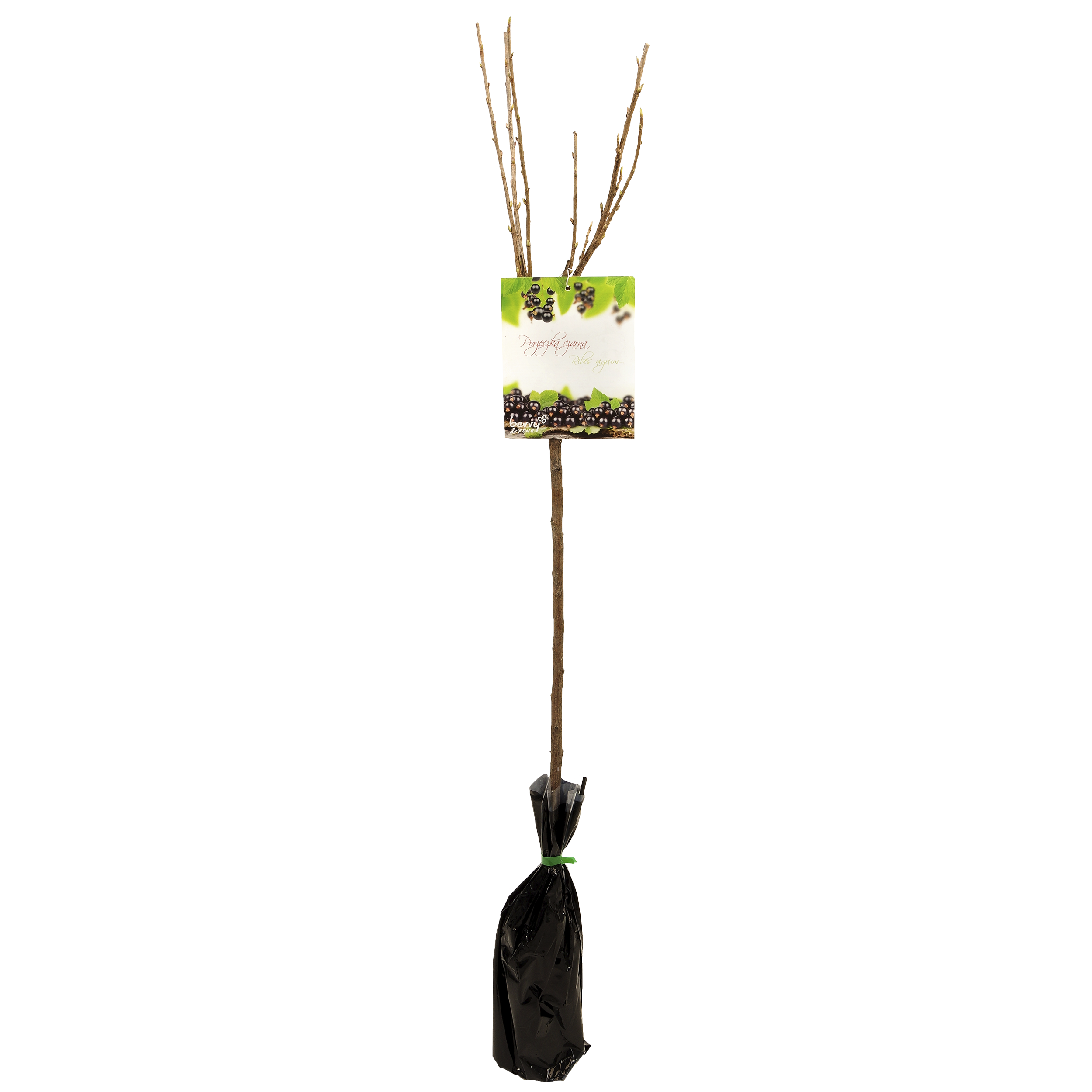 Porzeczka czarna mix 80-100 cm Berry&amp;More™