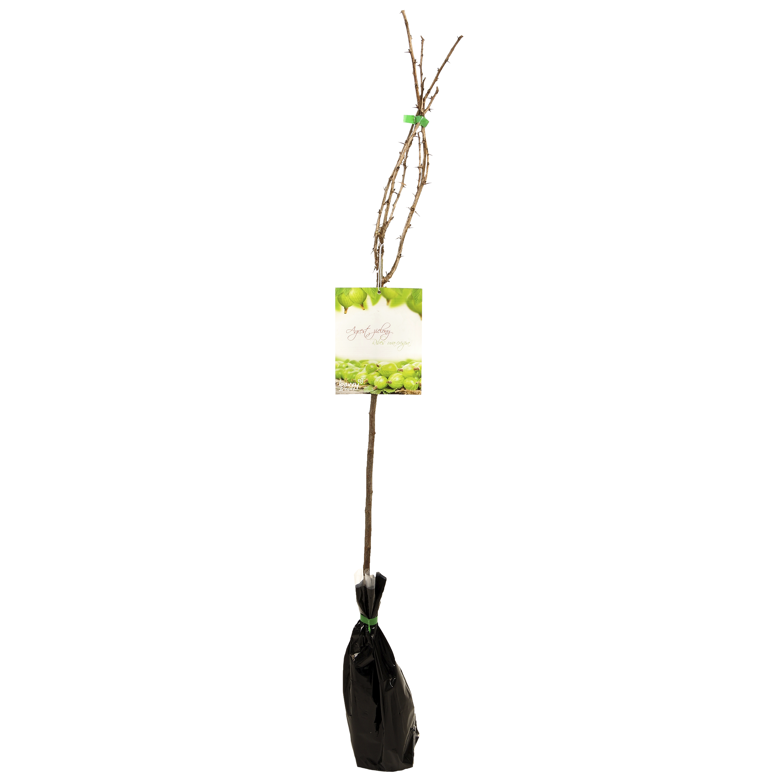 Agrest zielony mix 80-100 cm
