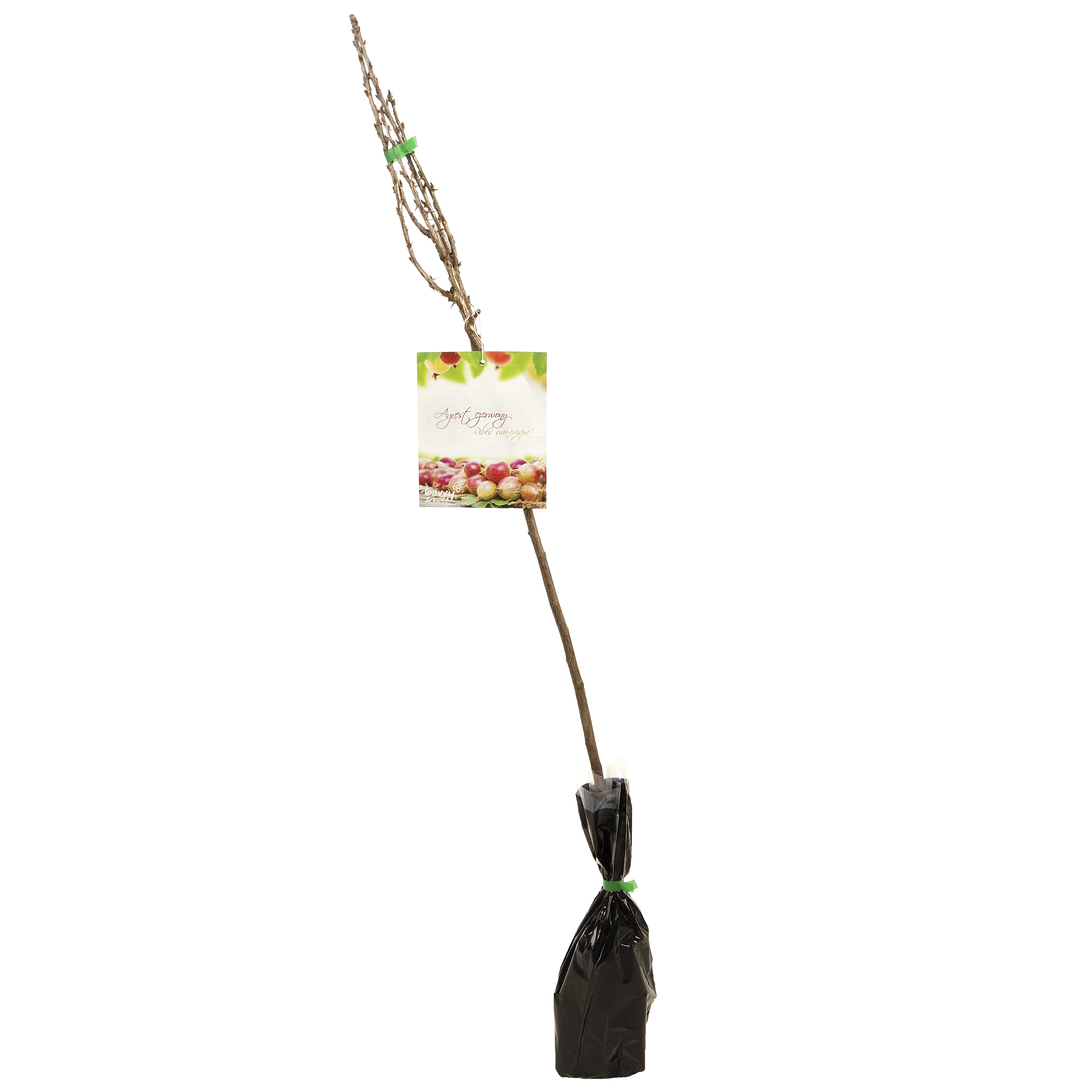 Agrest czerwony mix 80-100 cm