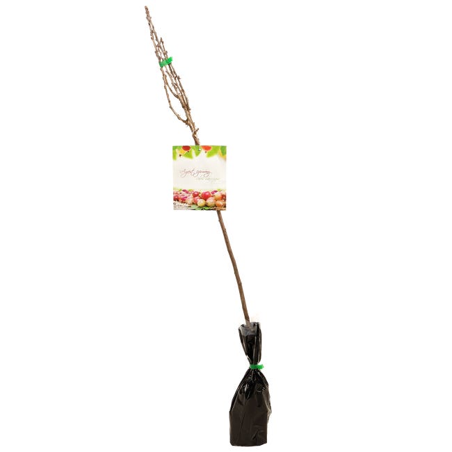 Agrest czerwony mix 80 100 cm 84177815