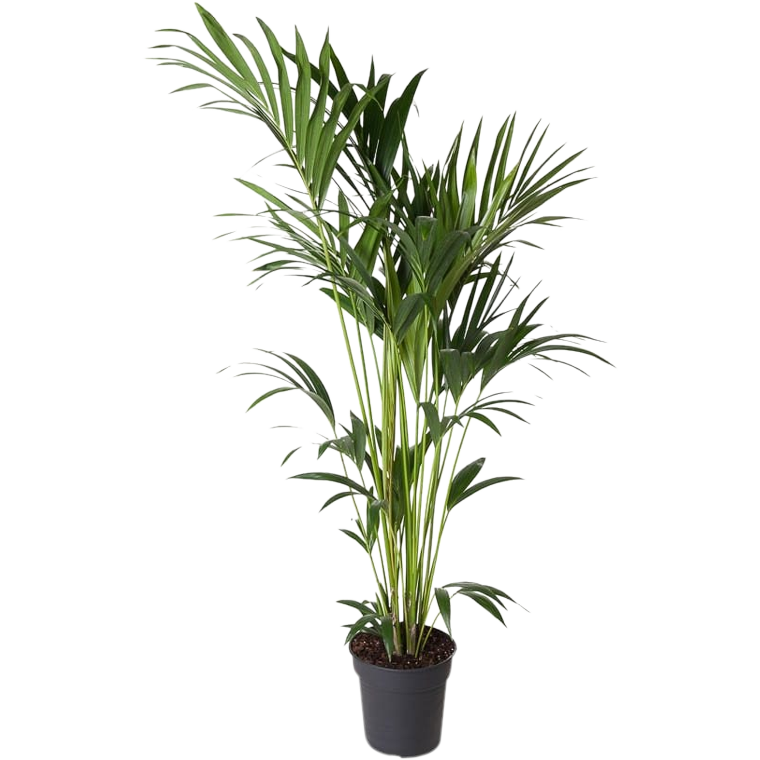 Kentia Rajska palma 160-180 cm