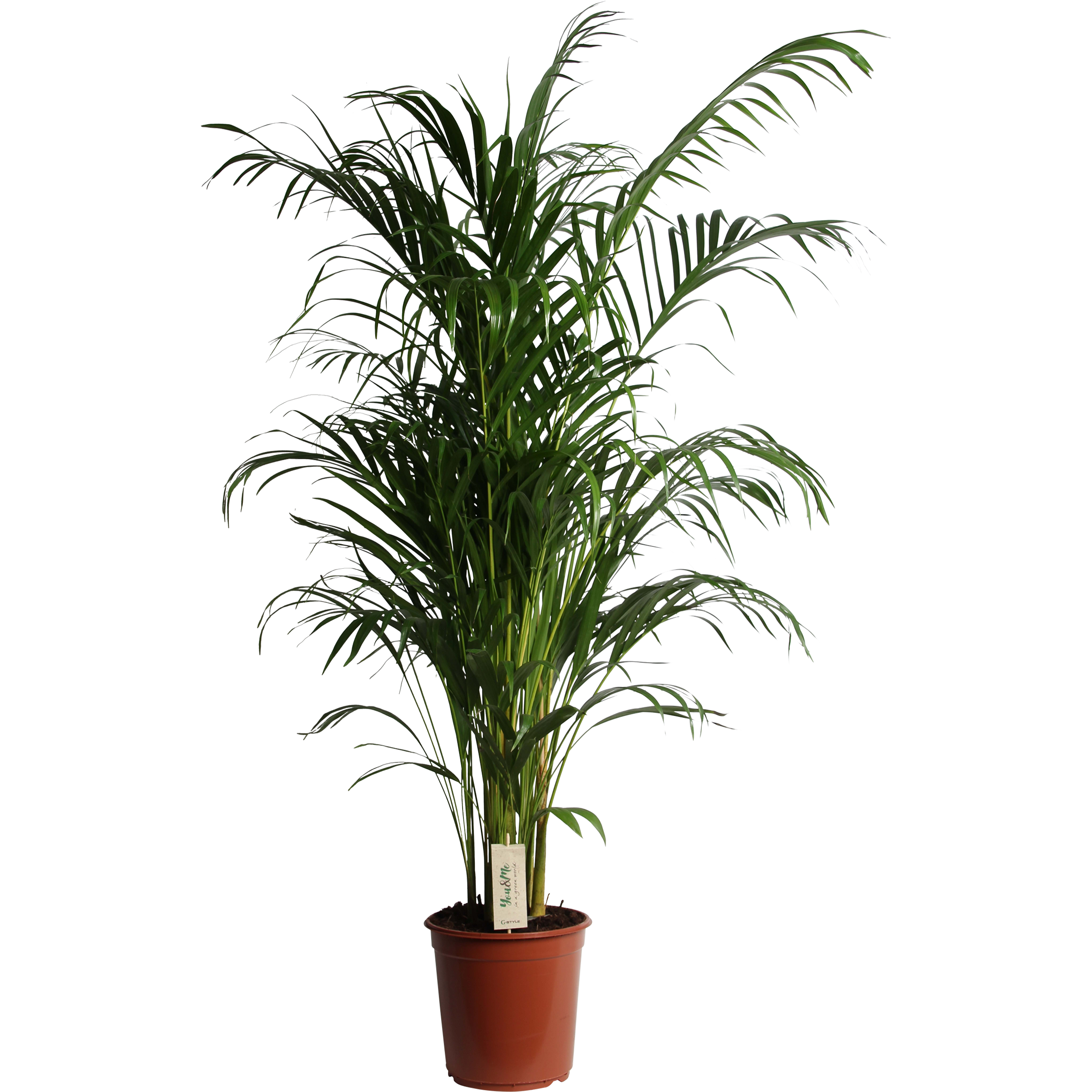 Palma Areka Dypsis Lutescens 125-130 cm