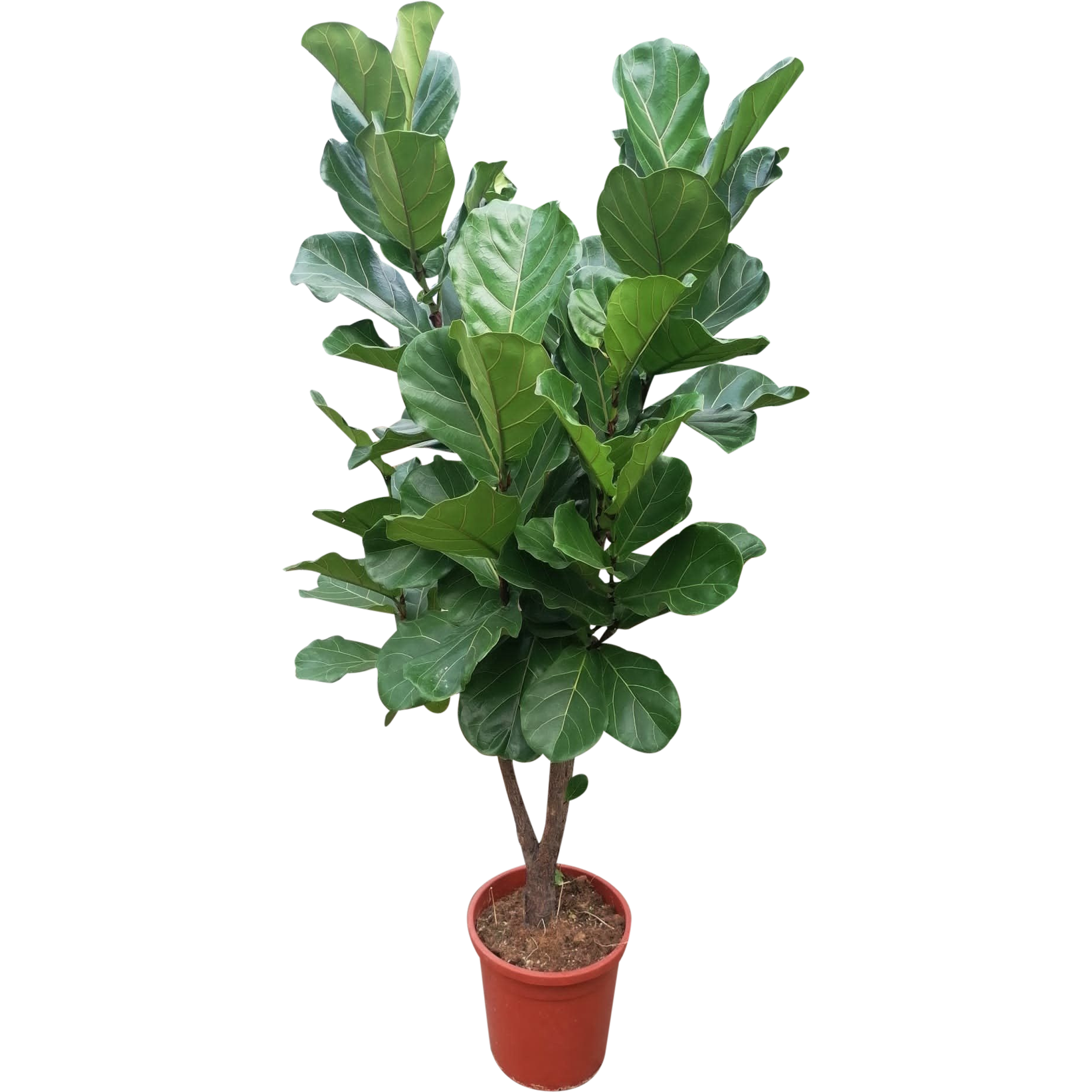 Fikus Lyrata 180-190 cm