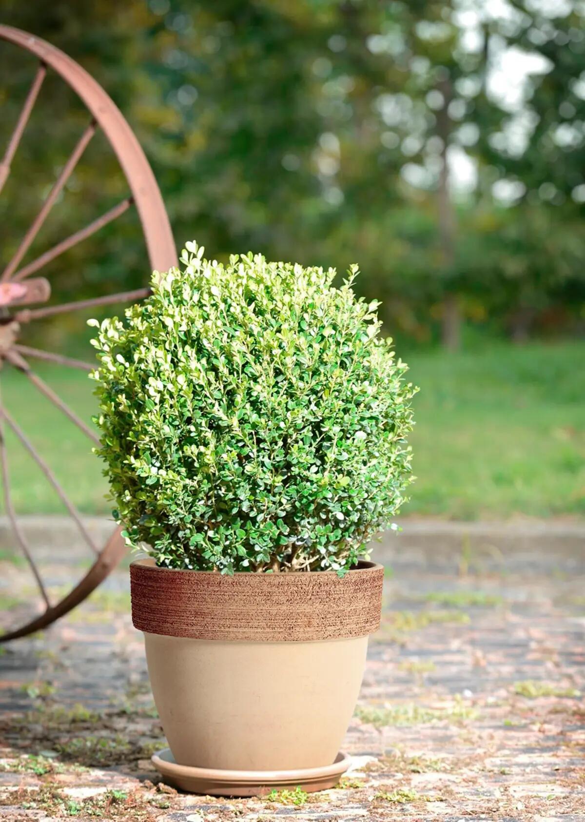Vaso Palladio in terracotta H 12 x ø 14 cm - 2