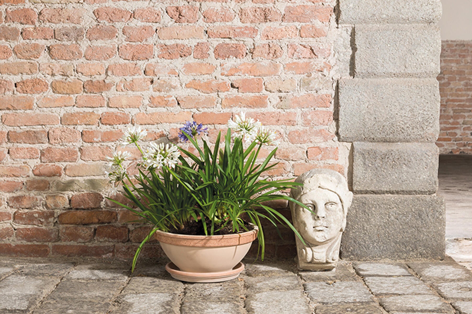 Vaso Ciclamino in terracotta terracotta H 12.5 x ø 28 cm - 2
