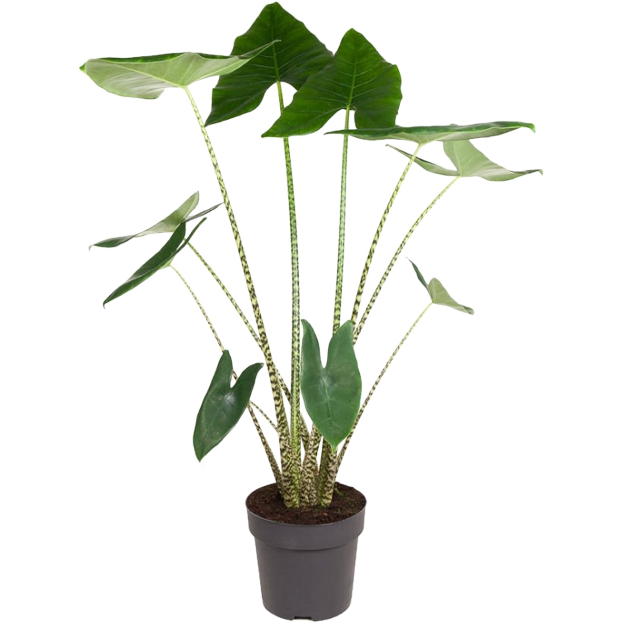 Alokazja Zebrina 130-140 cm
