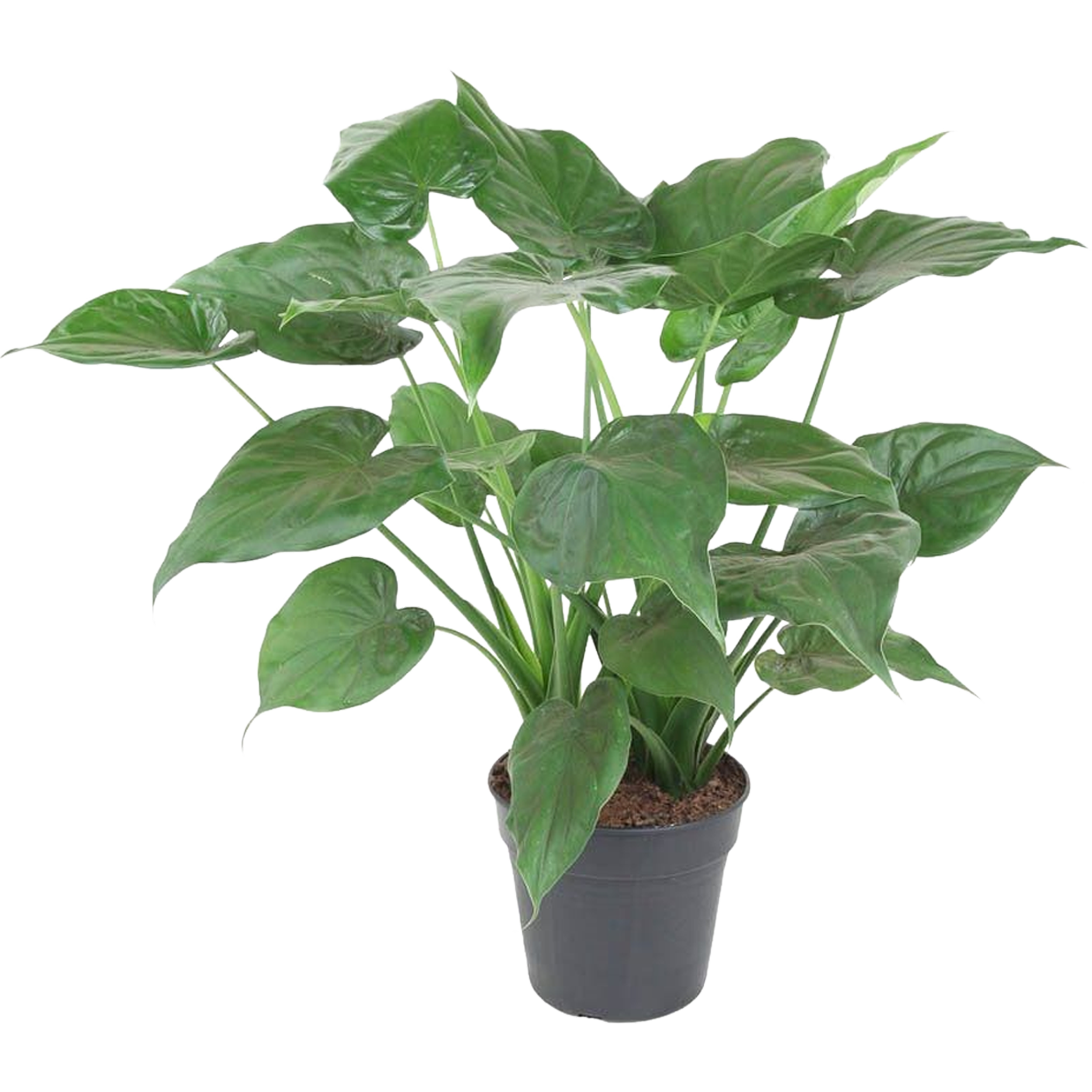 Alokazja Cucullata 110-120 cm