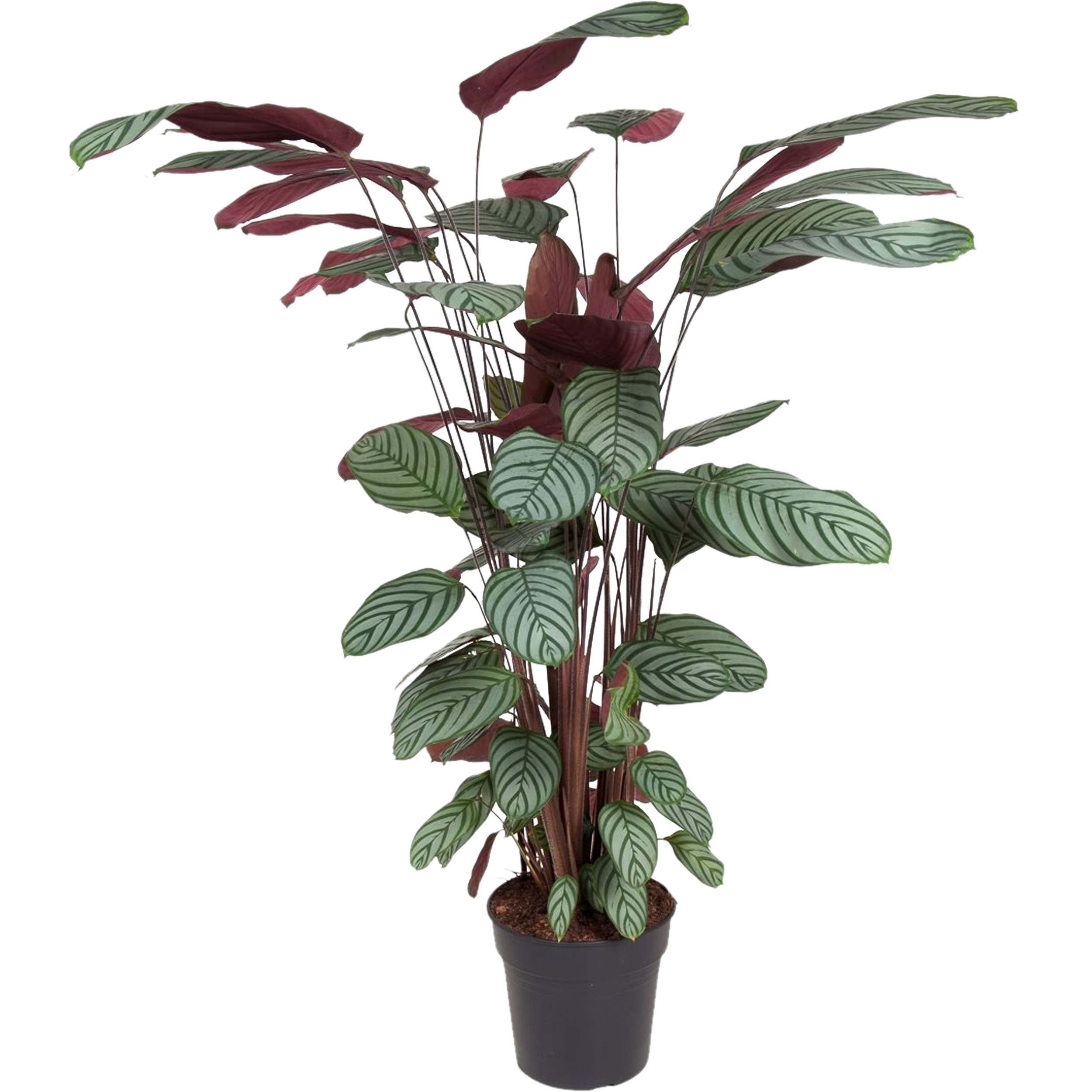 Kalatea Oppenheimiana 130-140 cm