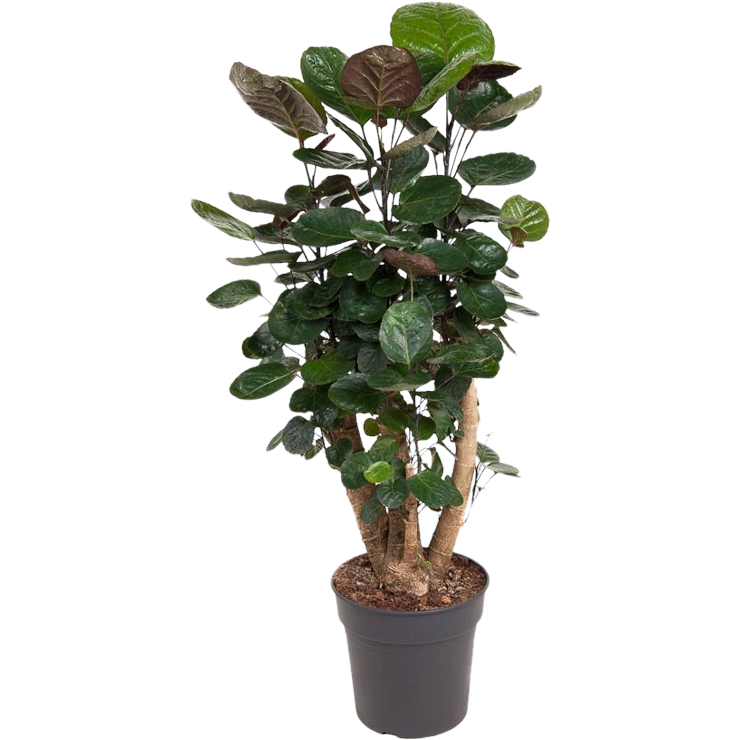 Polyscias Fabian 90-100 cm