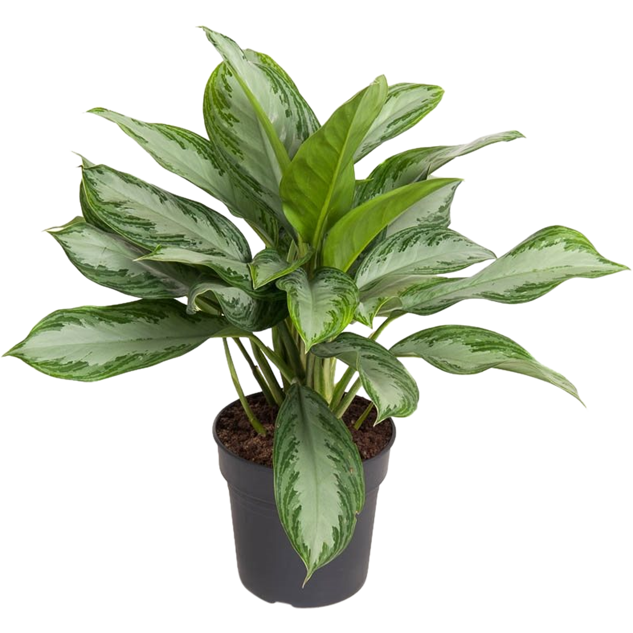 Aglaonema Silver Bay 70-80 cm