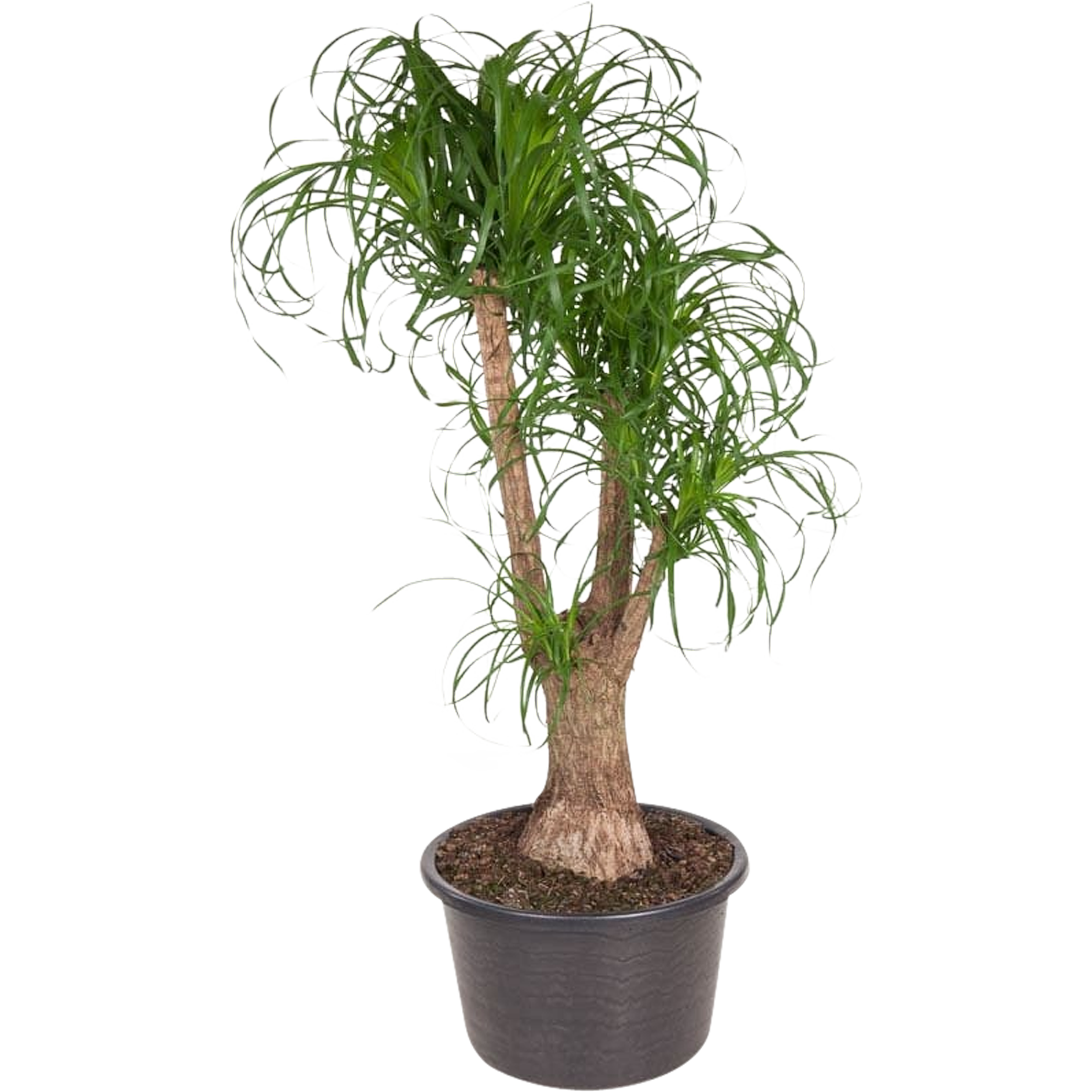 Beukarnea Recurvata 85-110 cm