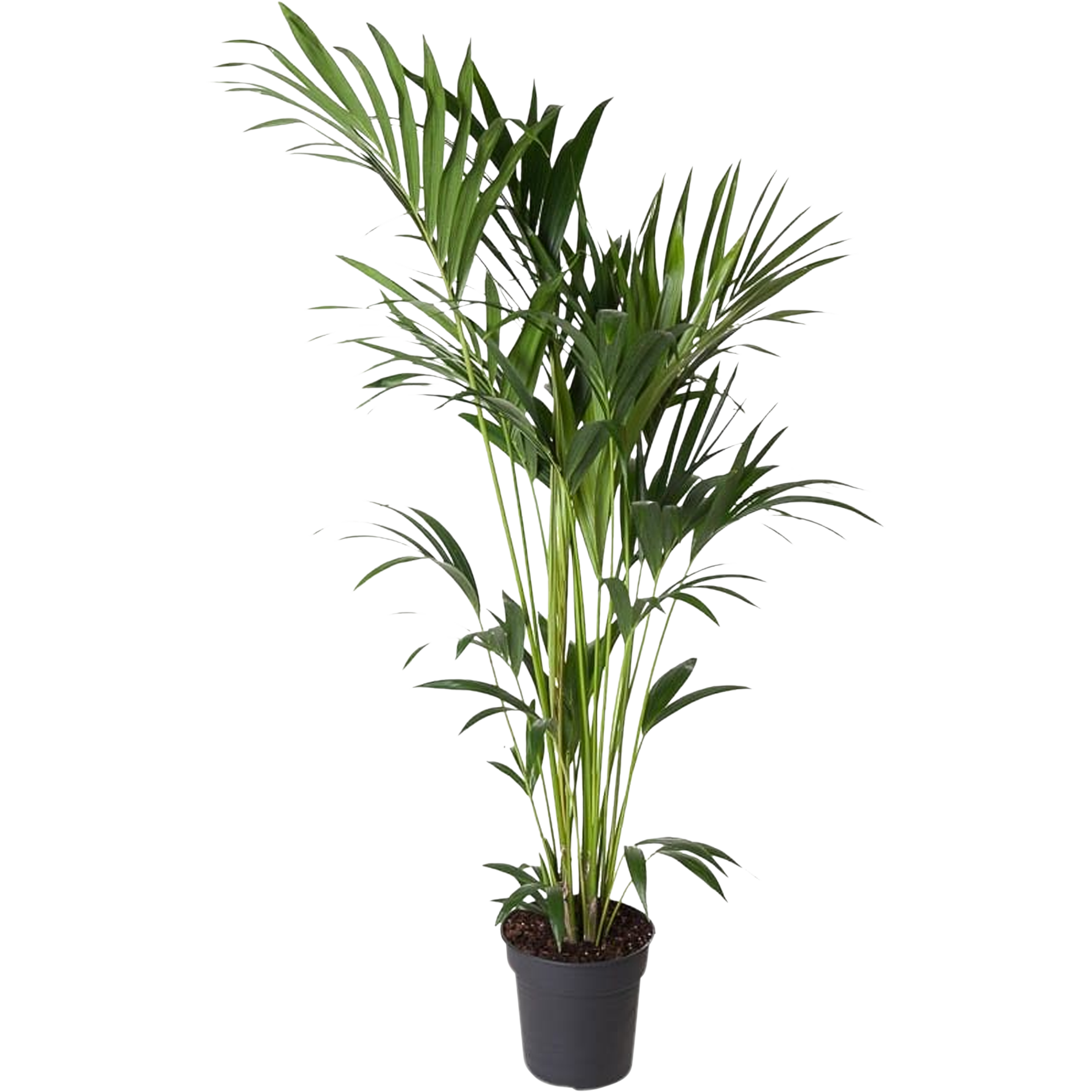 Howea Forsteriana 150-160 cm