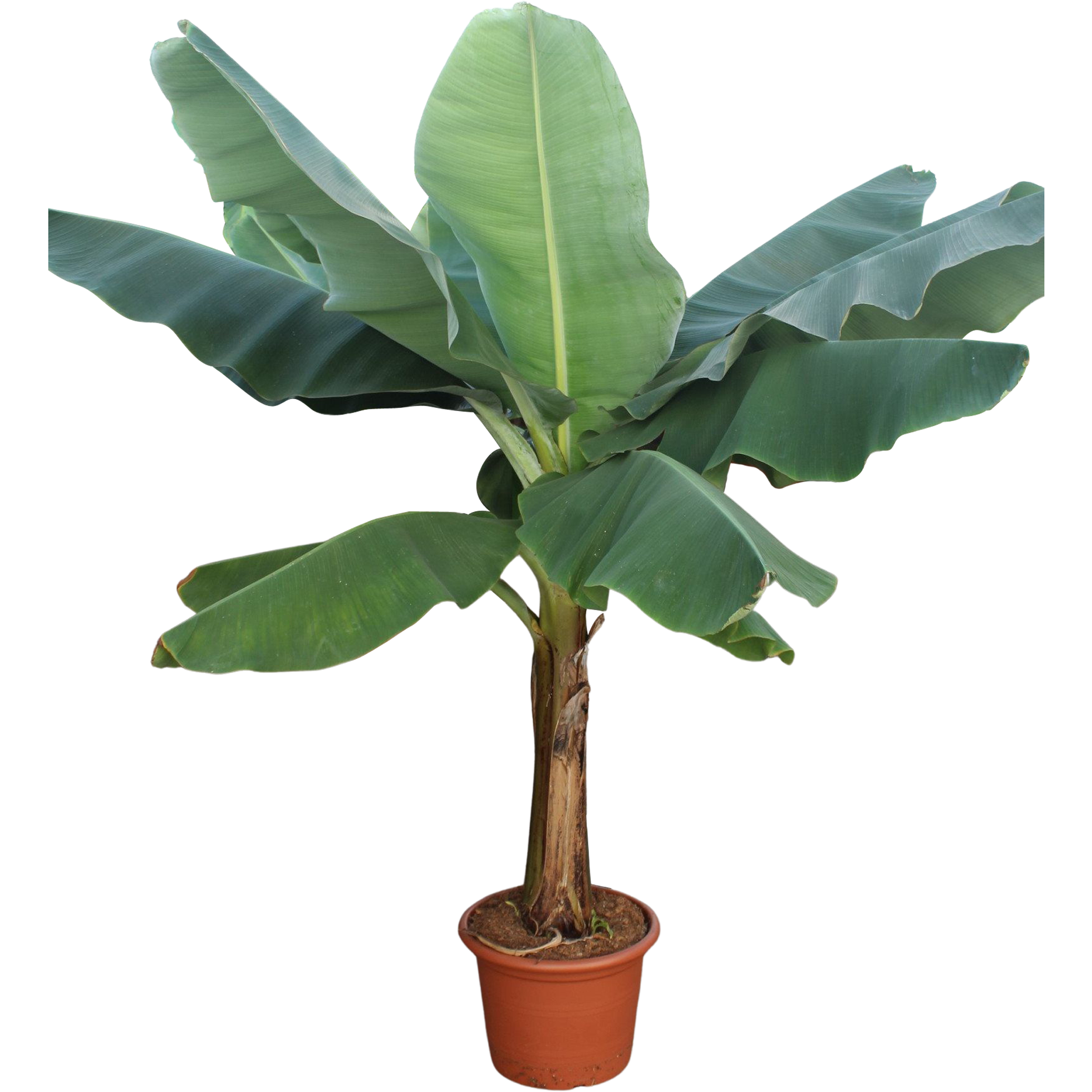 Bananowiec Musa Cavendish 170 cm