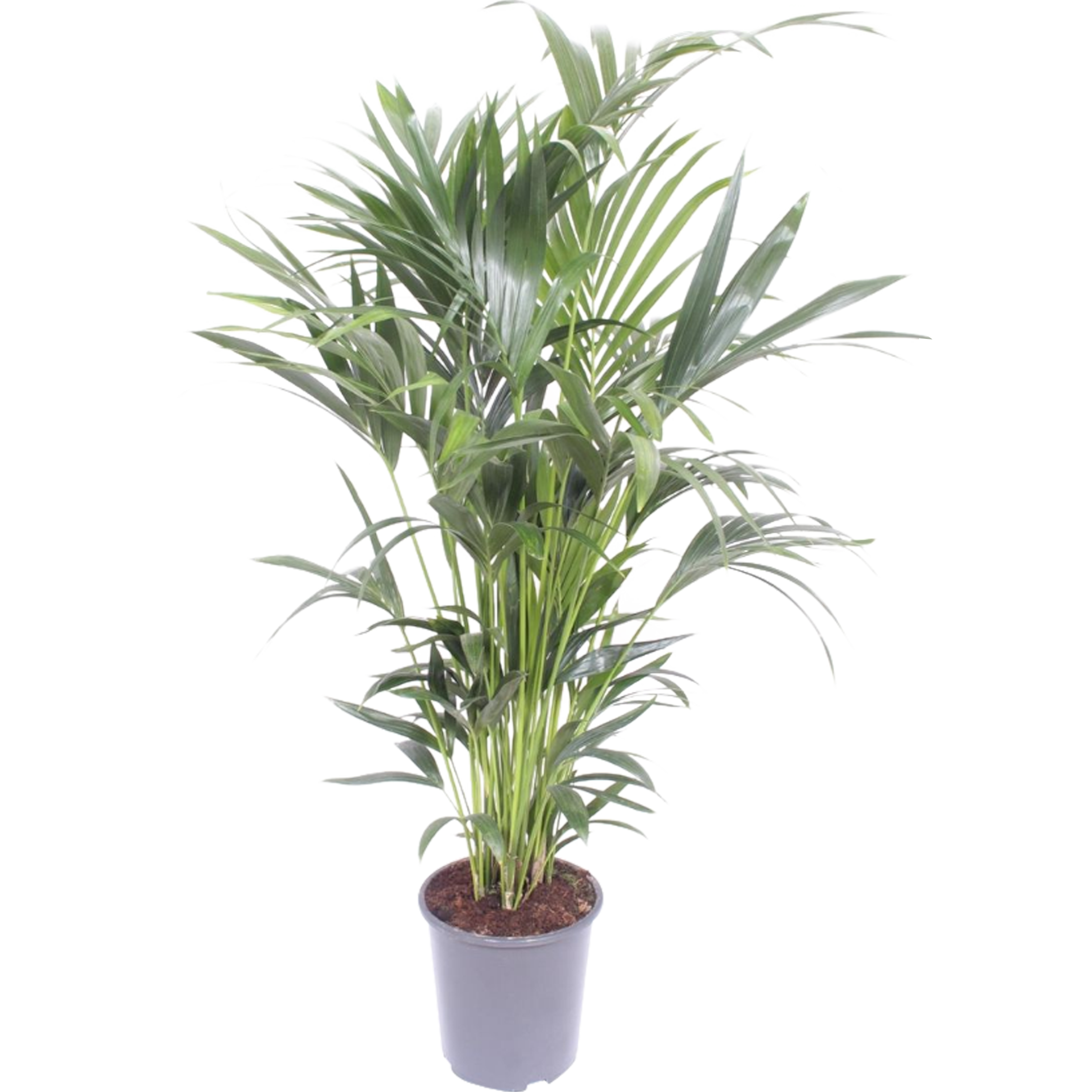 Kentia Rajska palma 100-110 cm