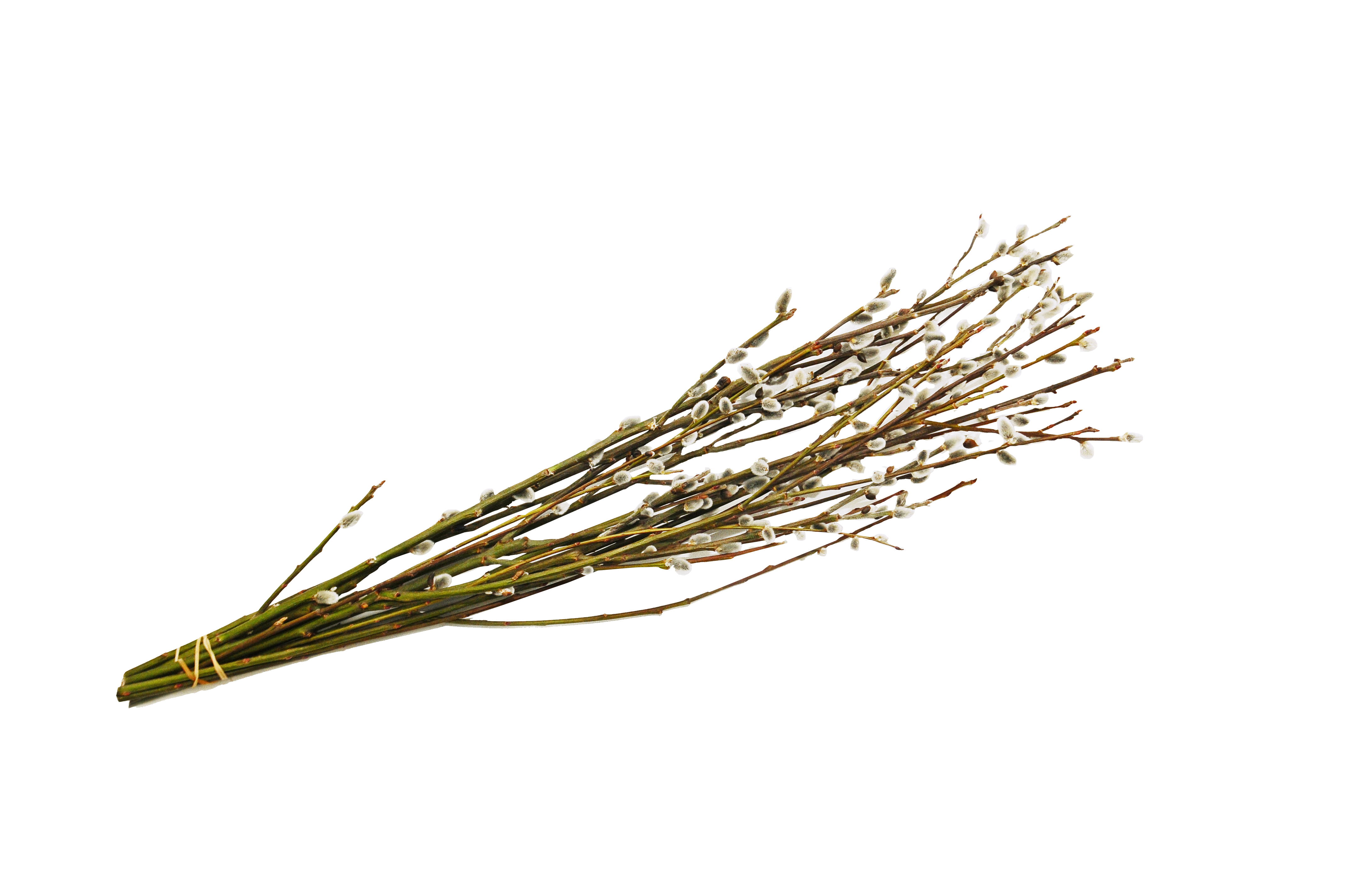 Bazie 8-10 w pęku 60-70cm