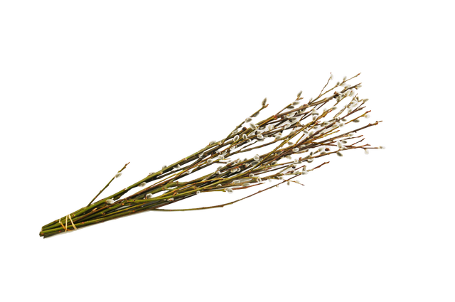 Bazie 8-10 w pęku 60-70cm