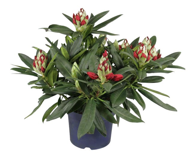 Azalia rozanecznik xxl red devil 70 80 cm 87005408
