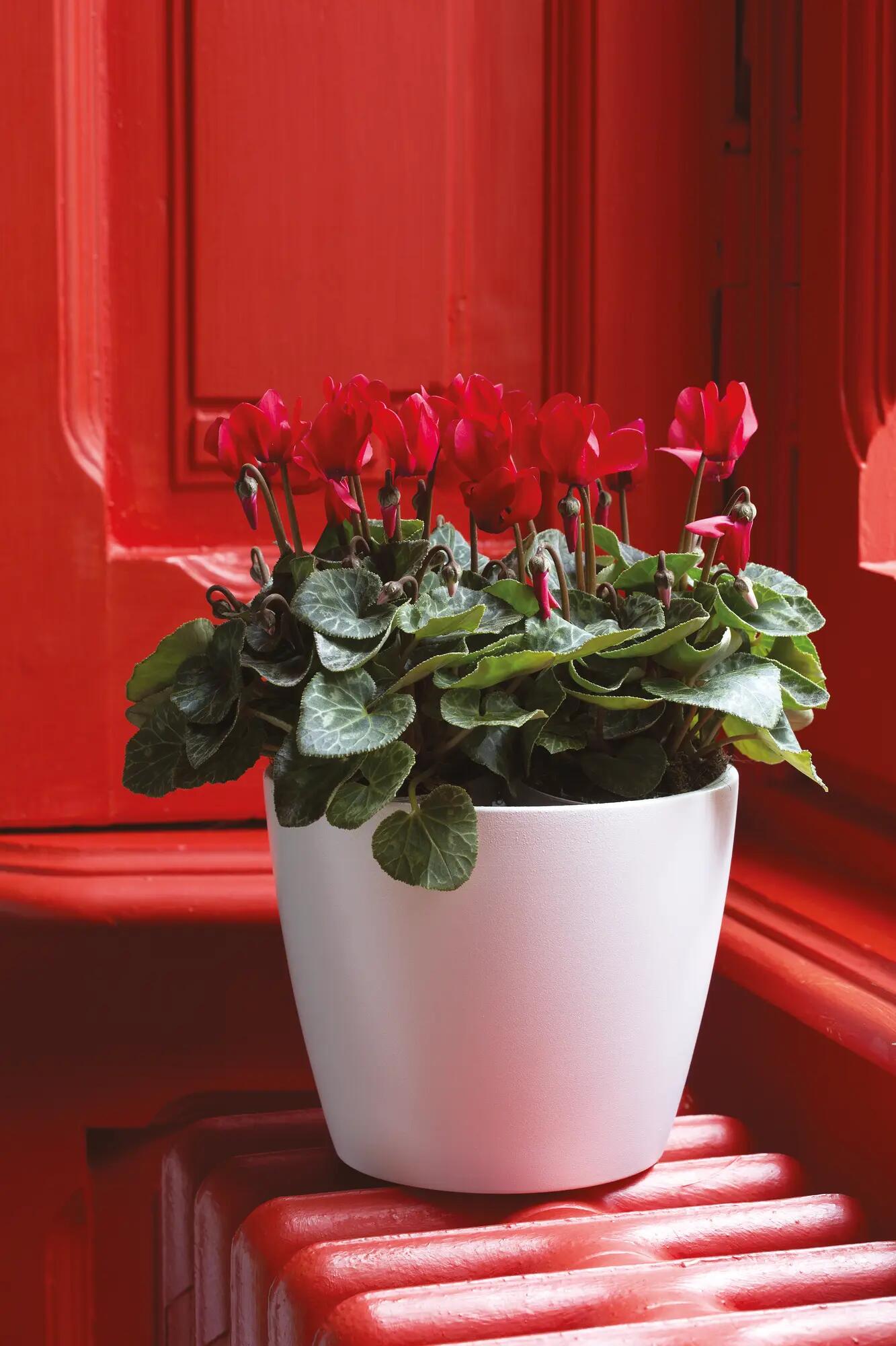 Coprivaso Spring ALMAS S.A. in ceramica bianco ø 15 cm - 2