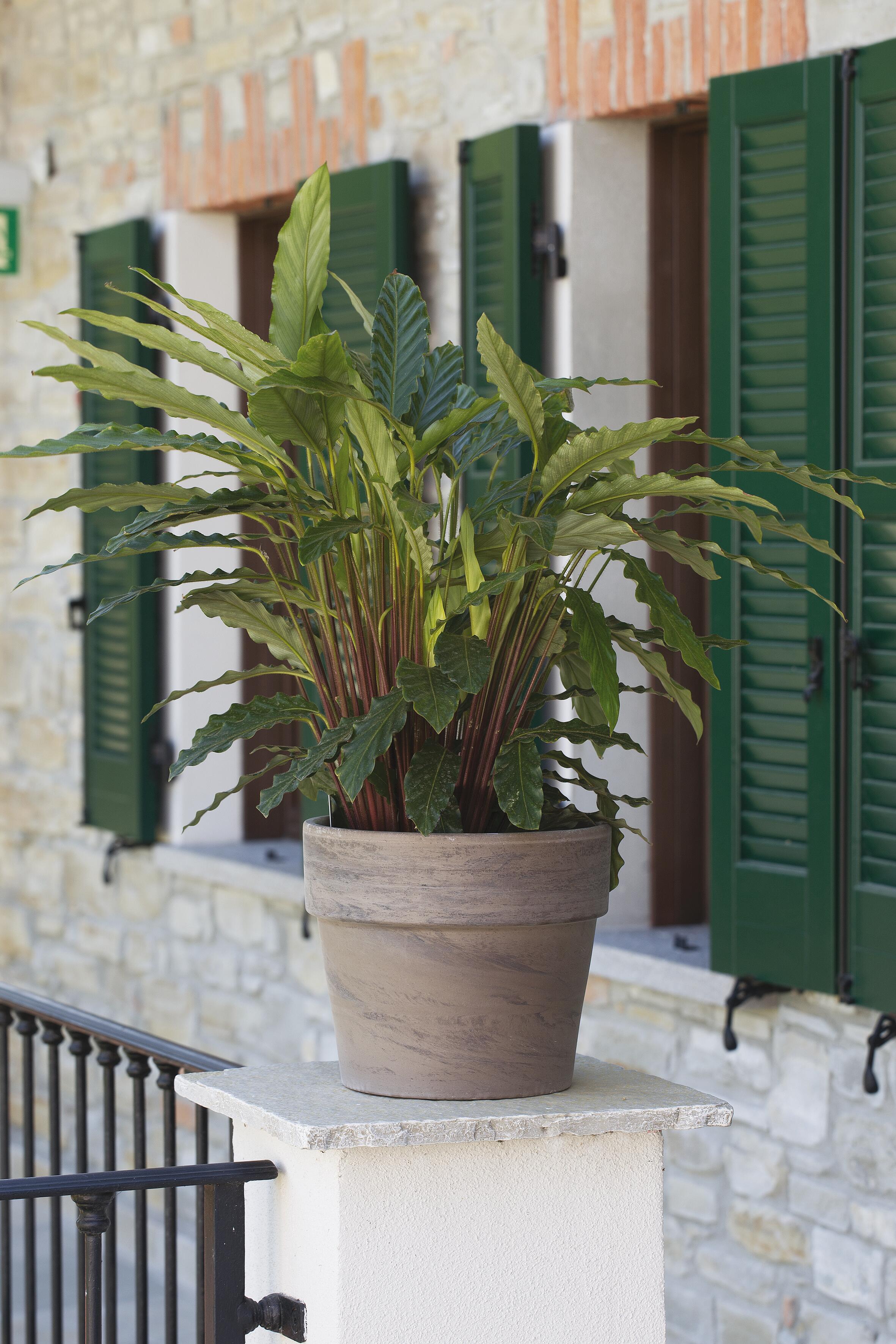 Vaso Calima Basalt CERMAX in terracotta marrone H 17.5 x ø 19 cm - 2