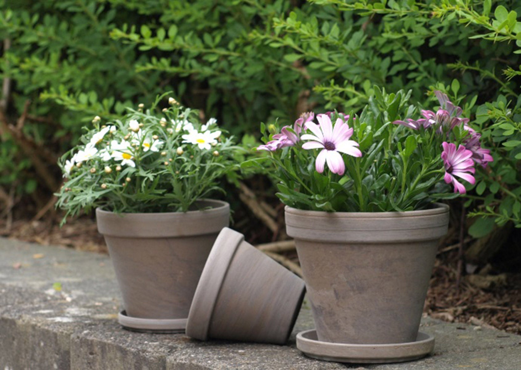 Vaso per piante e fiori BASALT CERMAX in terracotta terracotta H 9.5 cm Ø 11 cm - 2