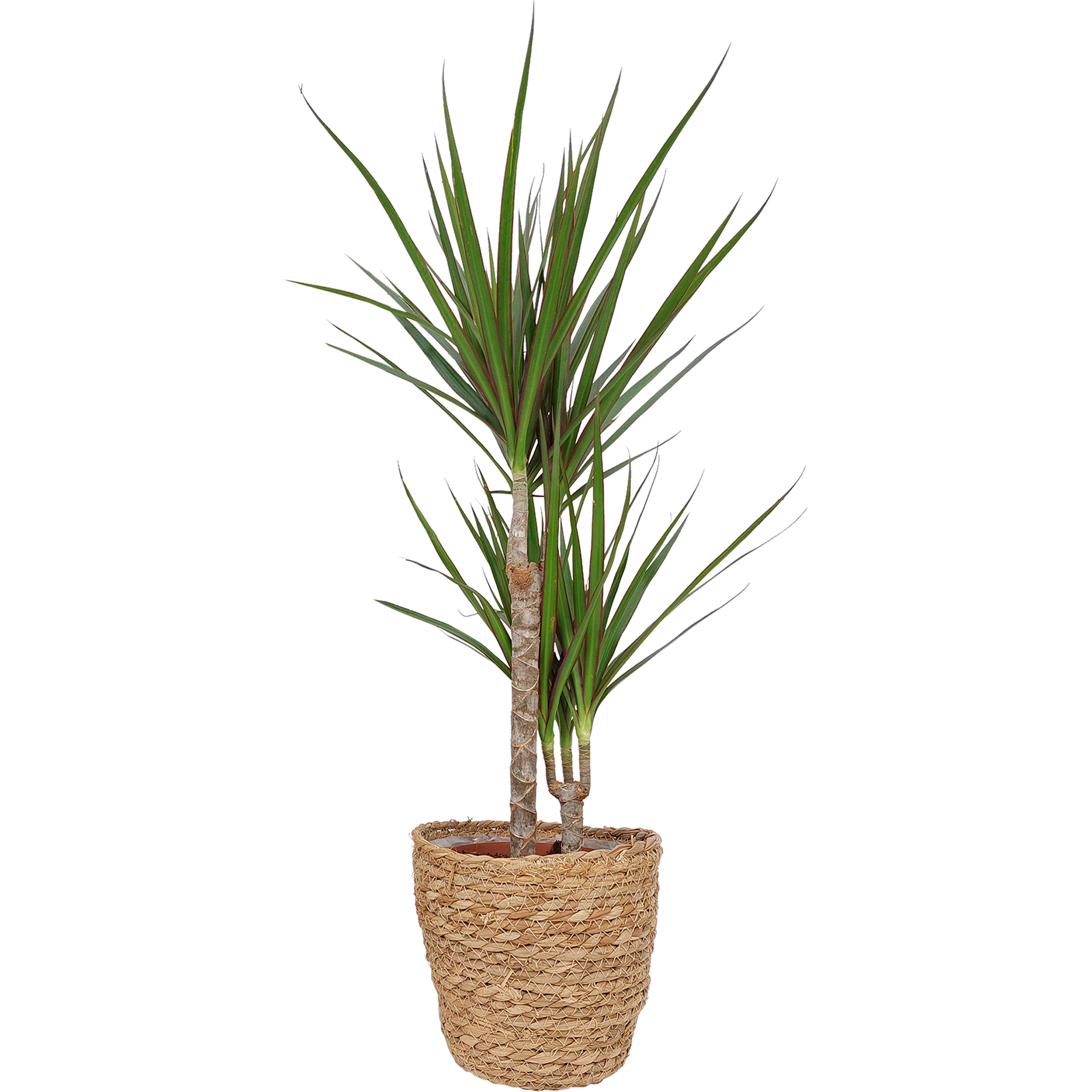 mini dracena Mini Dracaena Marginata | Mini Plants main image 0