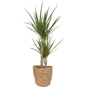 Dracena obrzeona 70-75 cm - Leroy Merlin